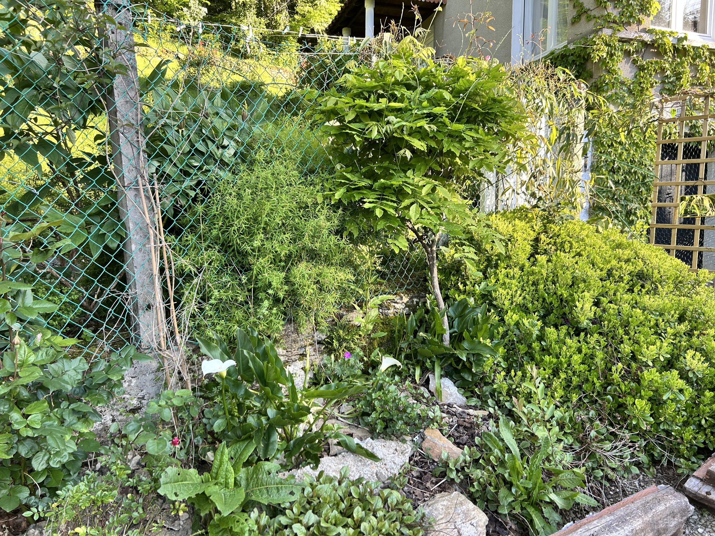 Lush garden with various plants, bushes, and small trees next to a chain-link fence, with a house partially visible in the background.