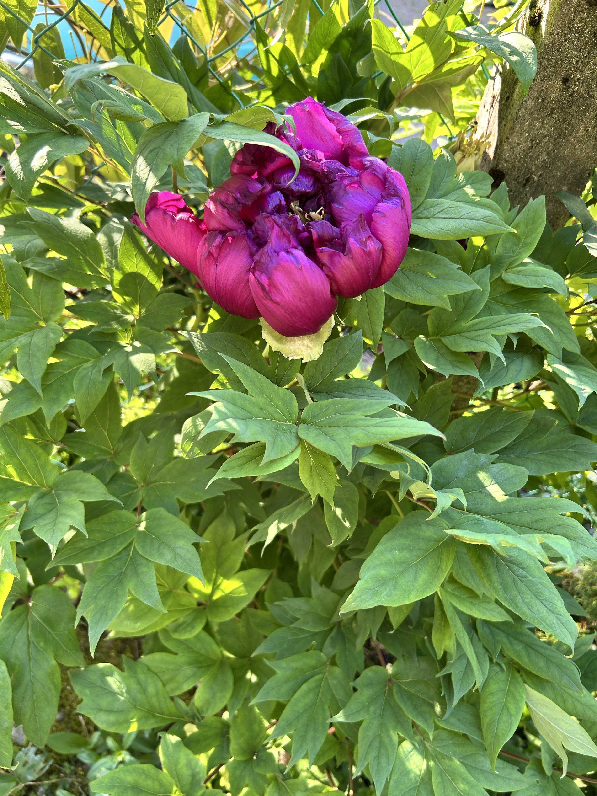 Purple peony flower among green leaves