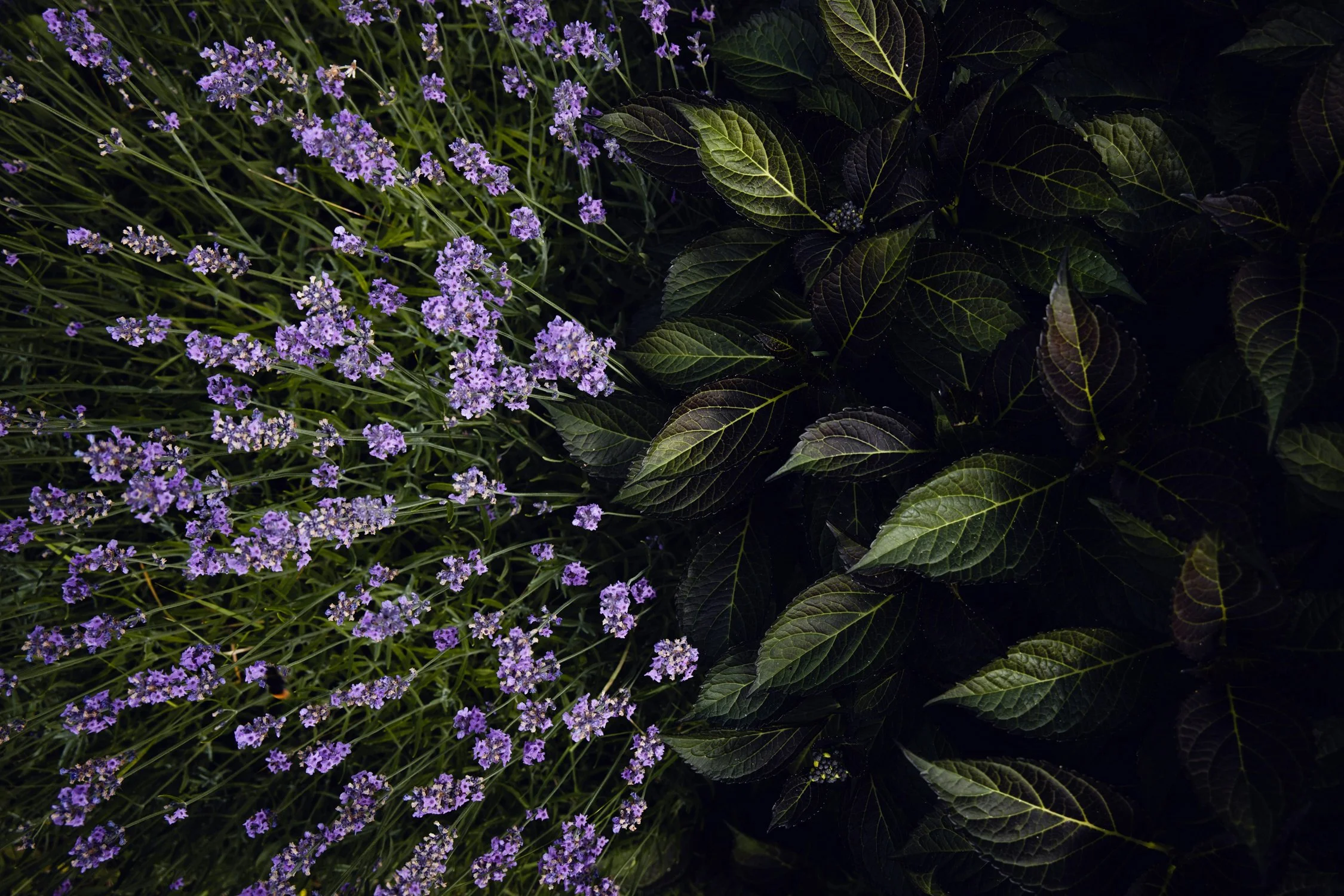THE SCENTS OF TUSCANY
