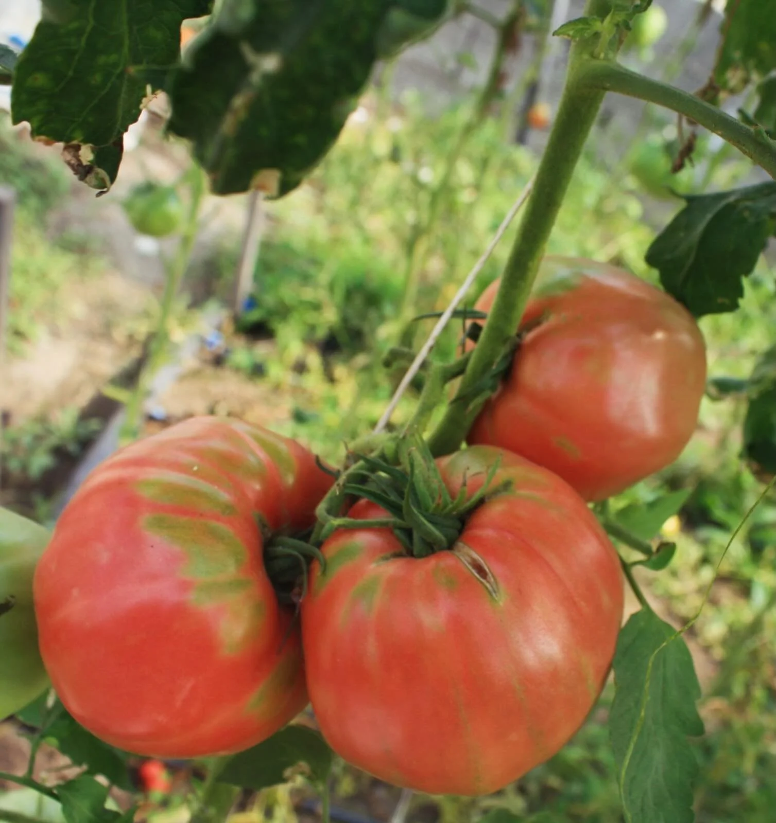 VESUVIO TOMATOES 

A heritage Italian tomato, grown in mineral rich volcanic soils. Prized for their intense and sweet flavour. These are an exceptional tomato and on the menu now at Palm Greens. 

Find them on our Tomato Toast, as well as in present