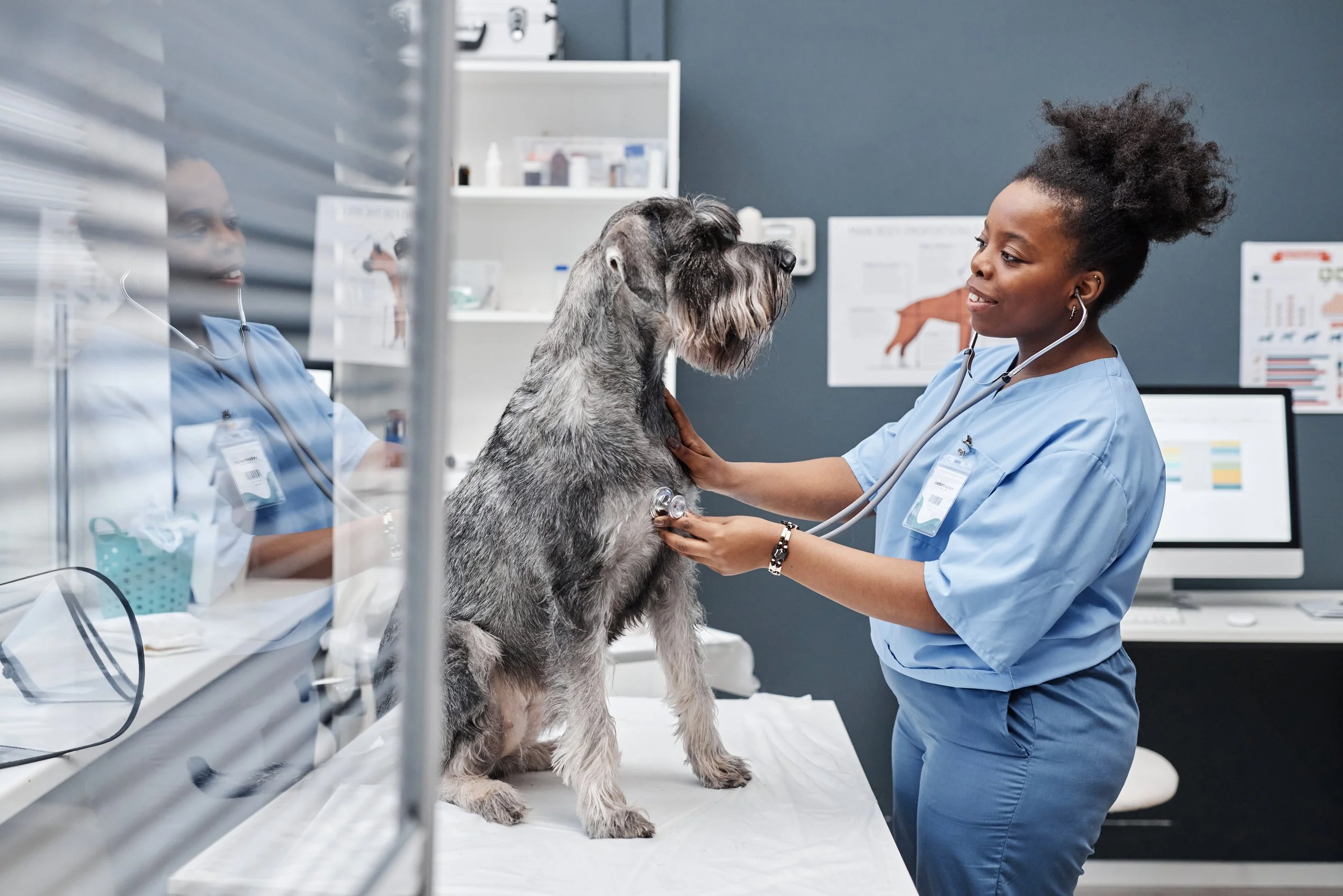 dog-table-medical-checkup-doctors.jpg
