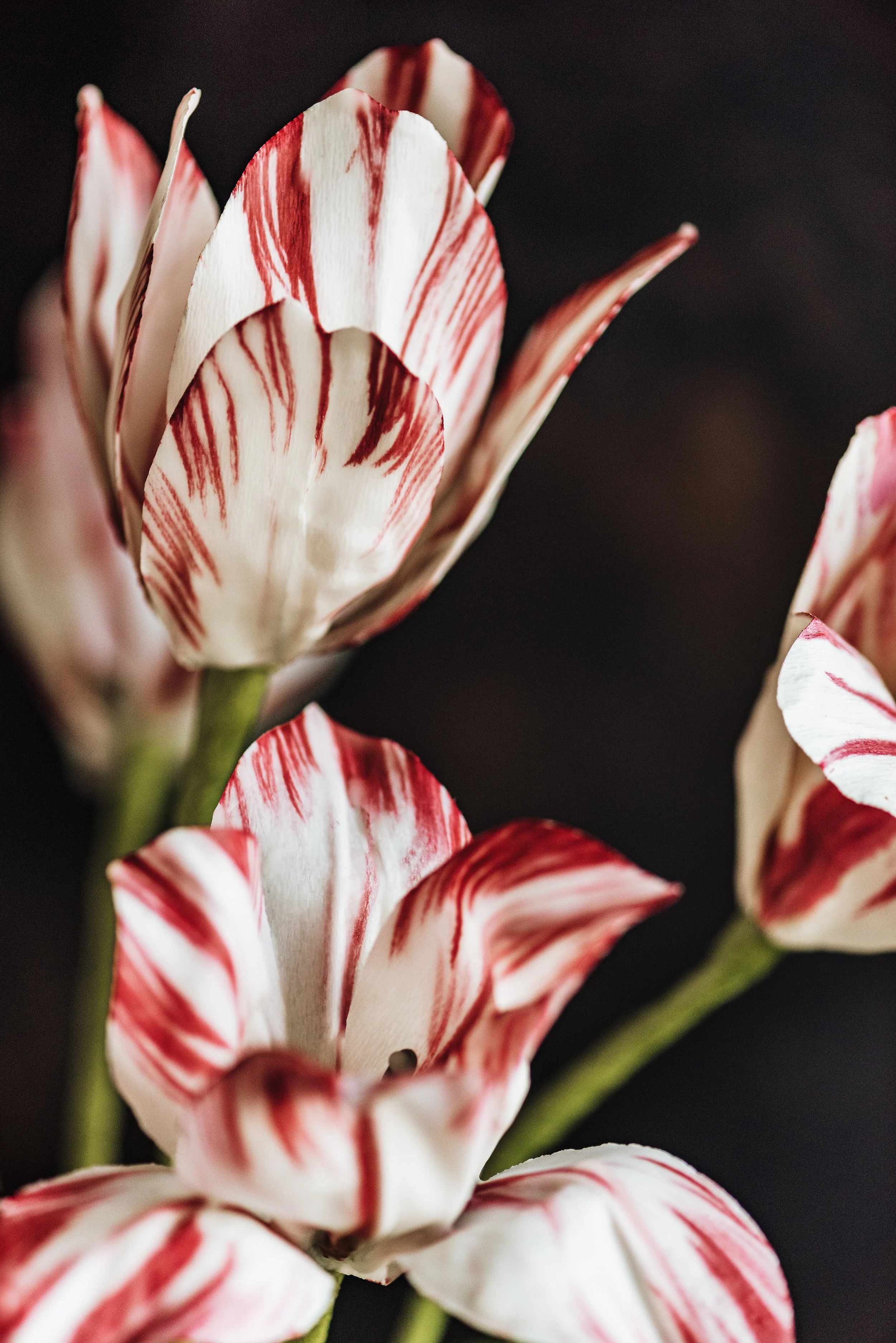 Paper parrot tulips