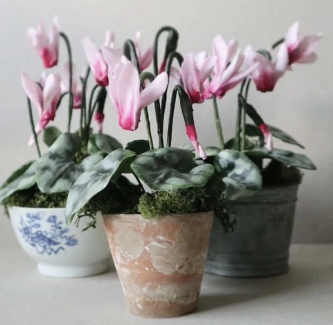 Baby Cyclamen 