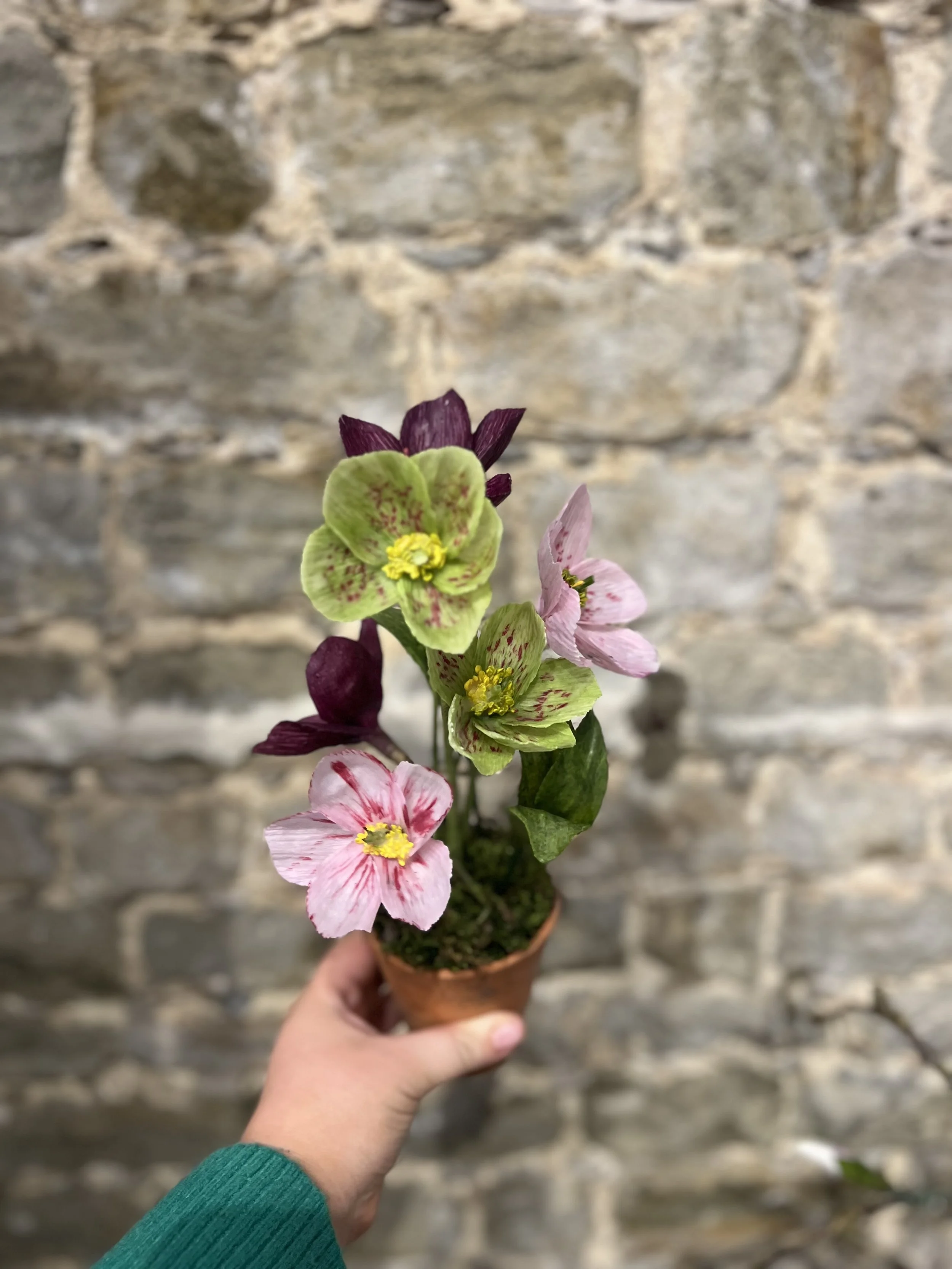 Winter Roses/ Hellebores