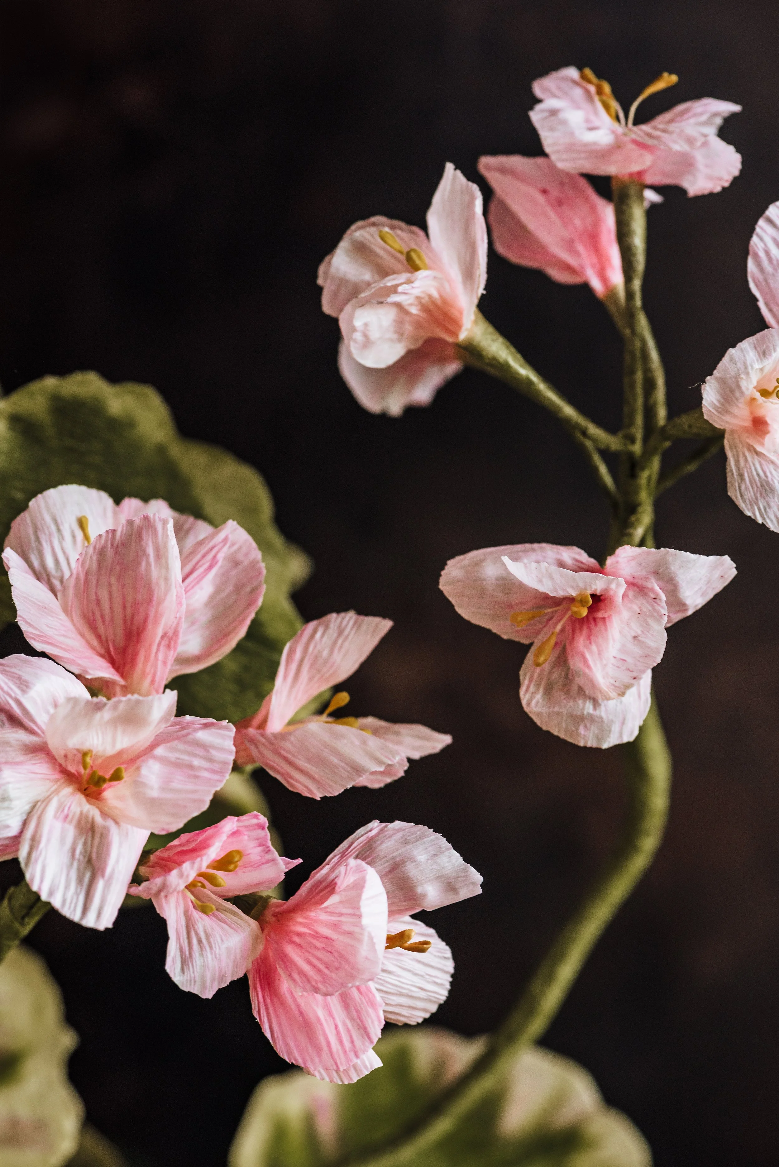 Fleurs-de-Cire-Ruth-Yardy-Photography_053.jpg