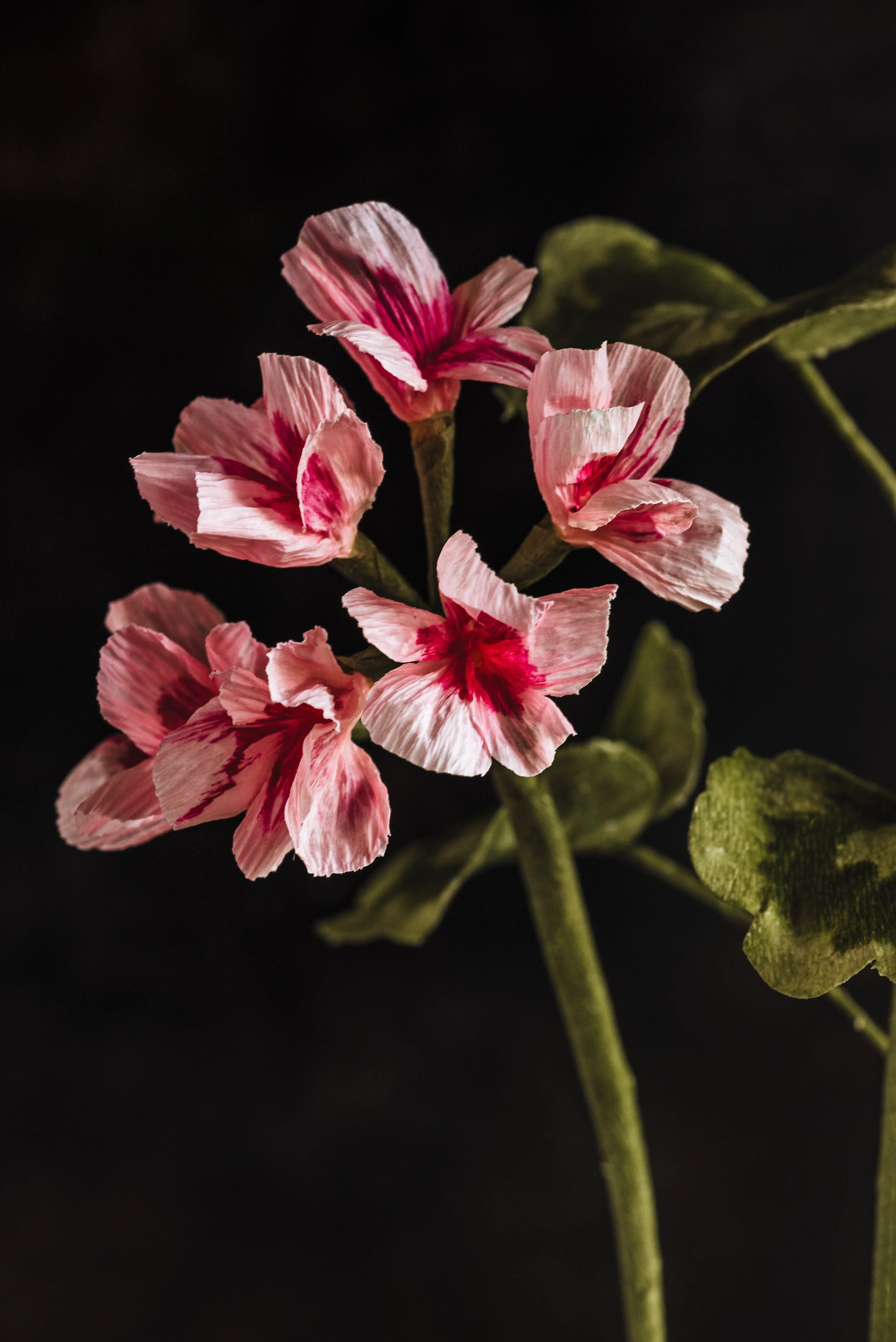 Fleurs-de-Cire-Ruth-Yardy-Photography_048.jpg