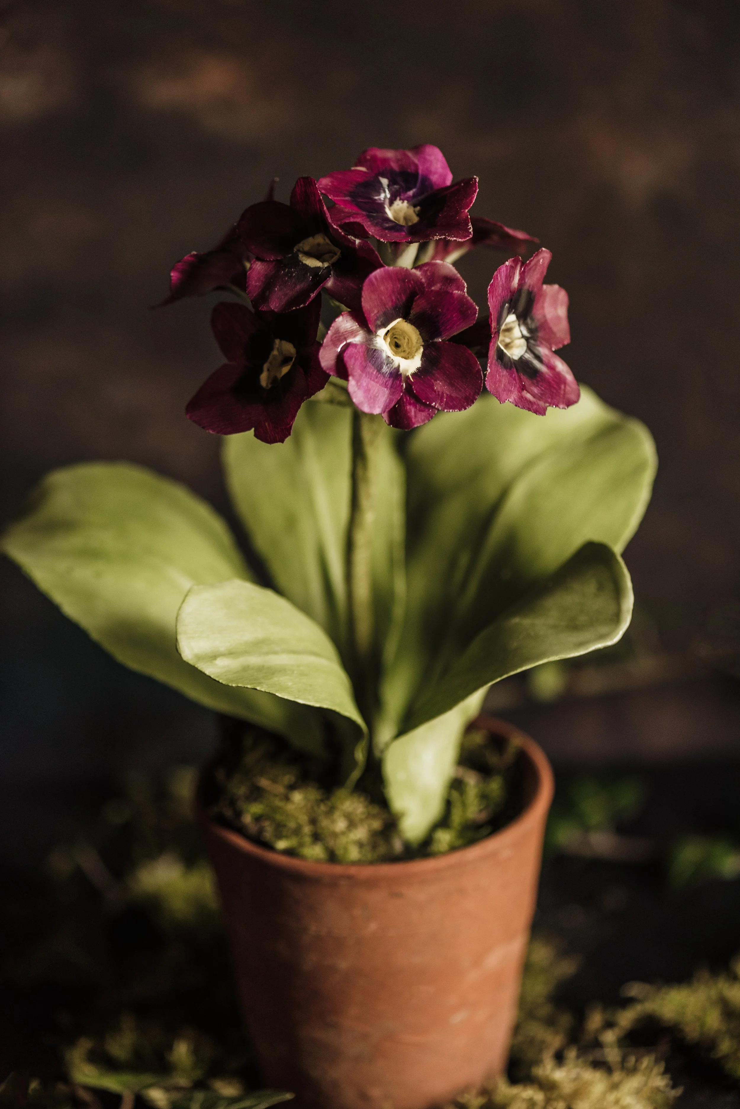 chelsea physic Garden christmas fair 