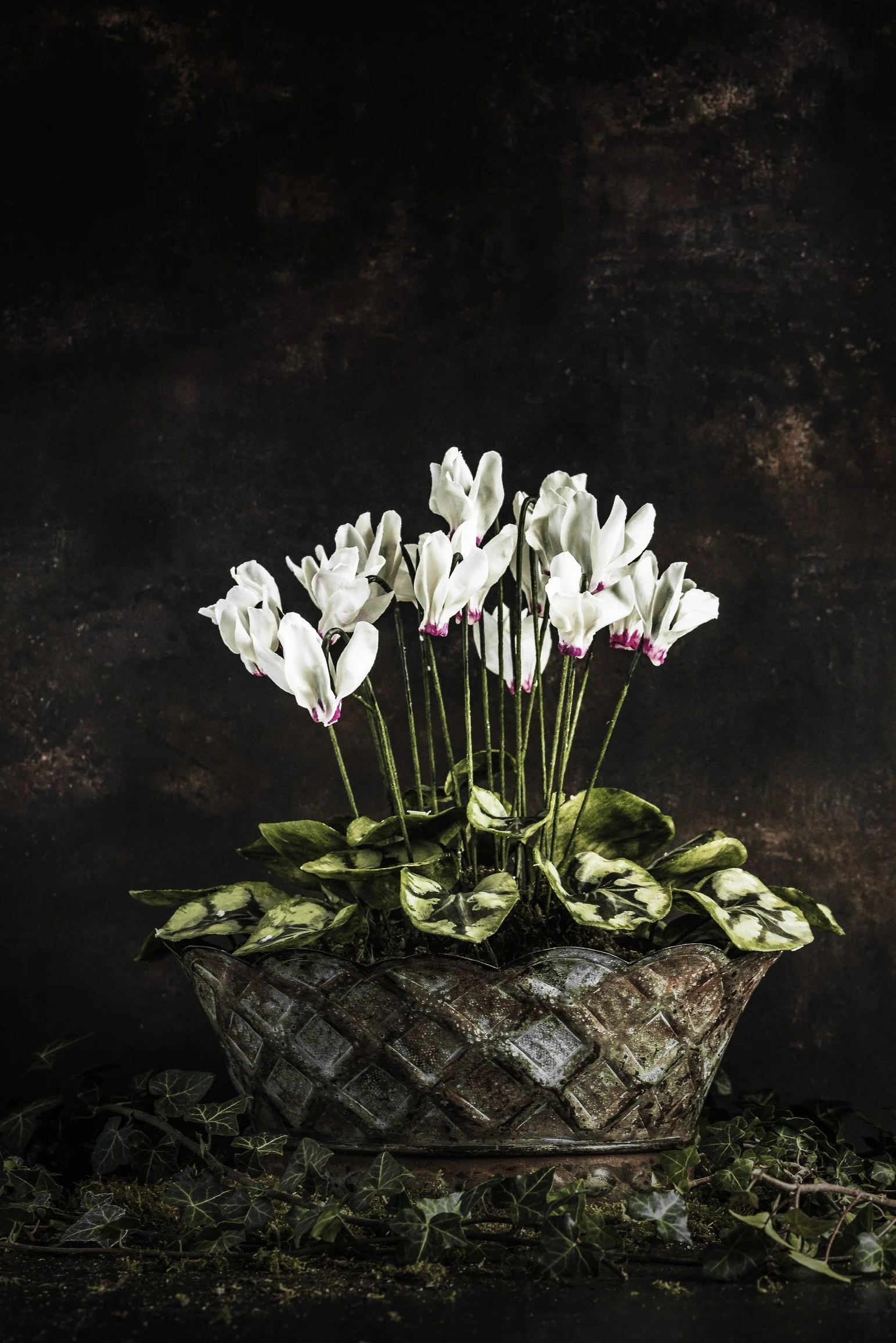 Fleurs-de-Cire-Ruth-Yardy-Photography_021.jpg