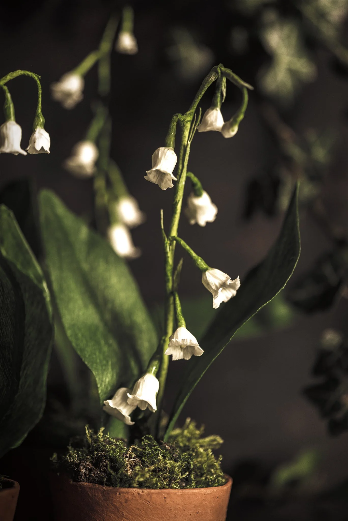 Fleurs-de-Cire-Ruth-Yardy-Photography_070.jpg