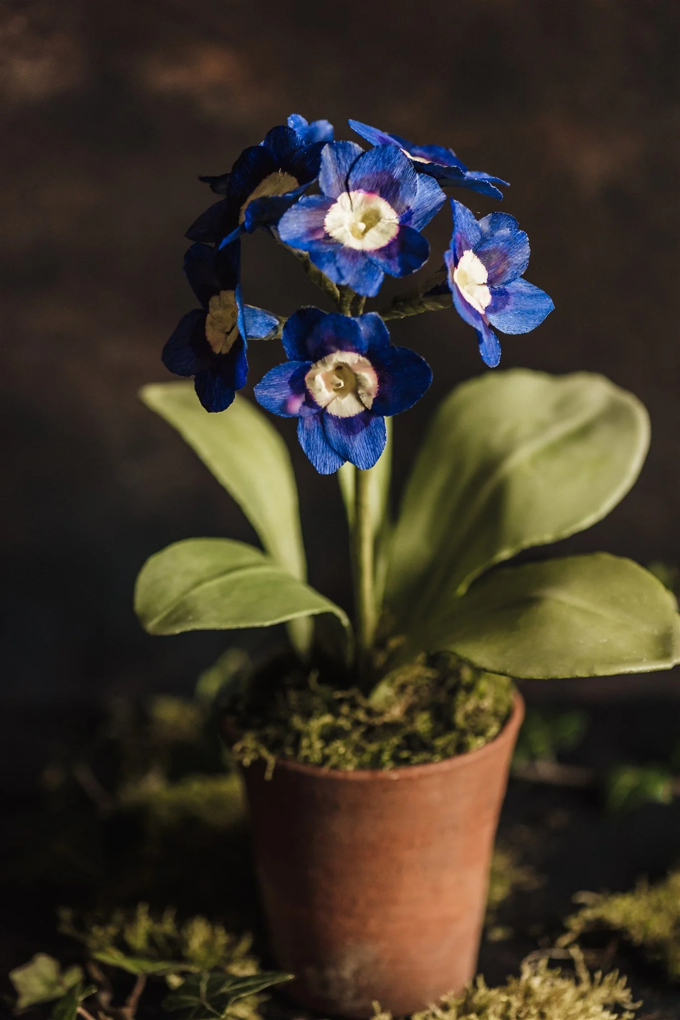 Fleurs-de-Cire-Ruth-Yardy-Photography_008.jpg