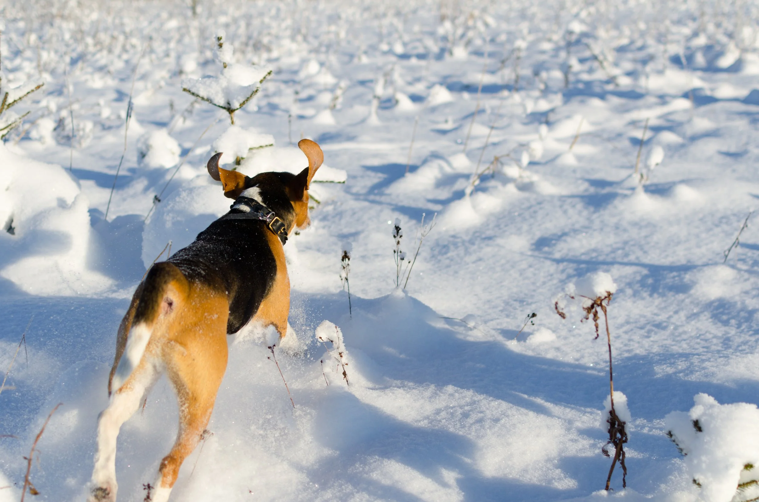Catskill Center Reaffirms Dog-Free Policy at Thorn Preserve to Protect Rare Grassland Habitat