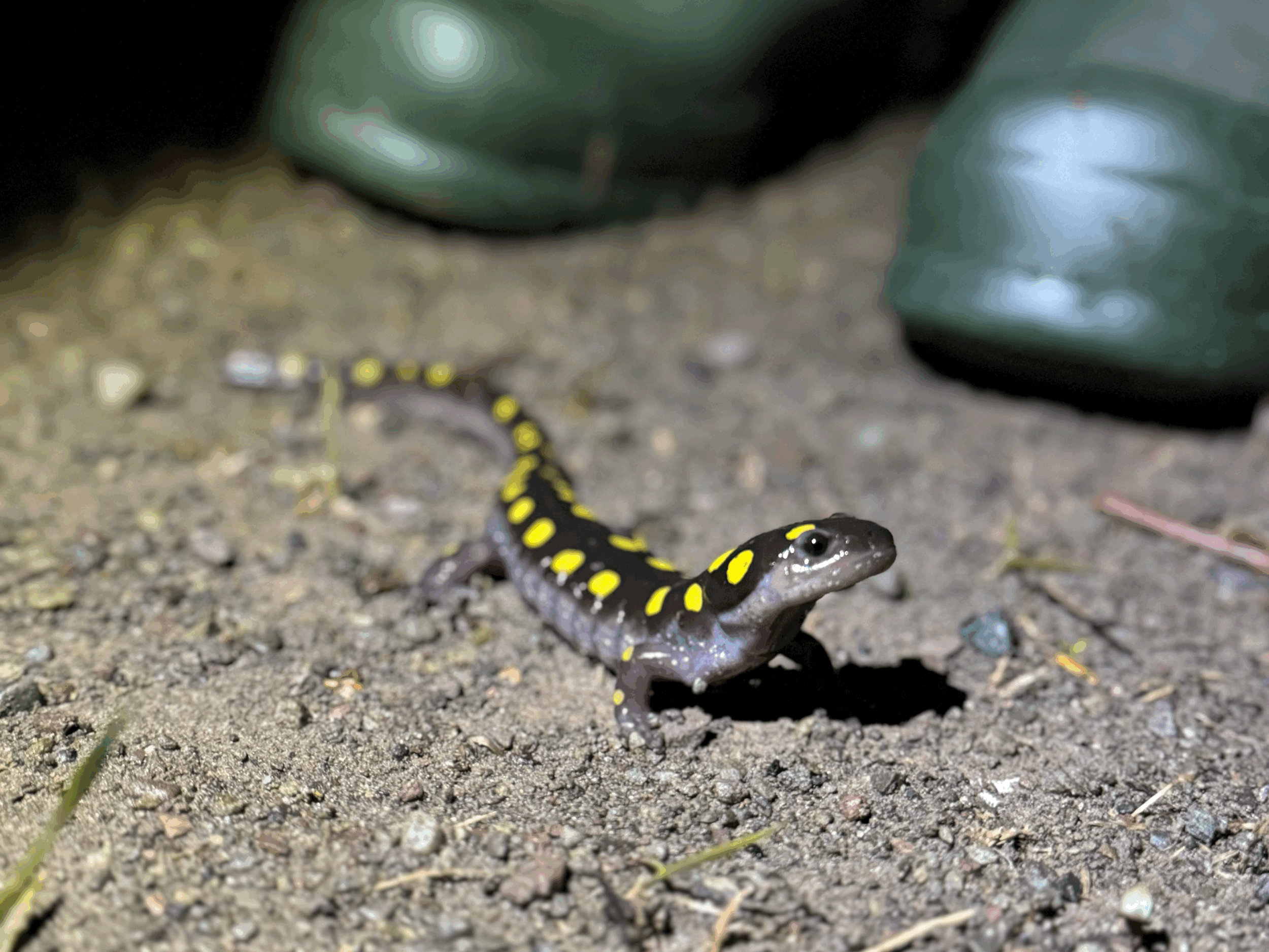 Amphibian Migration Workshop