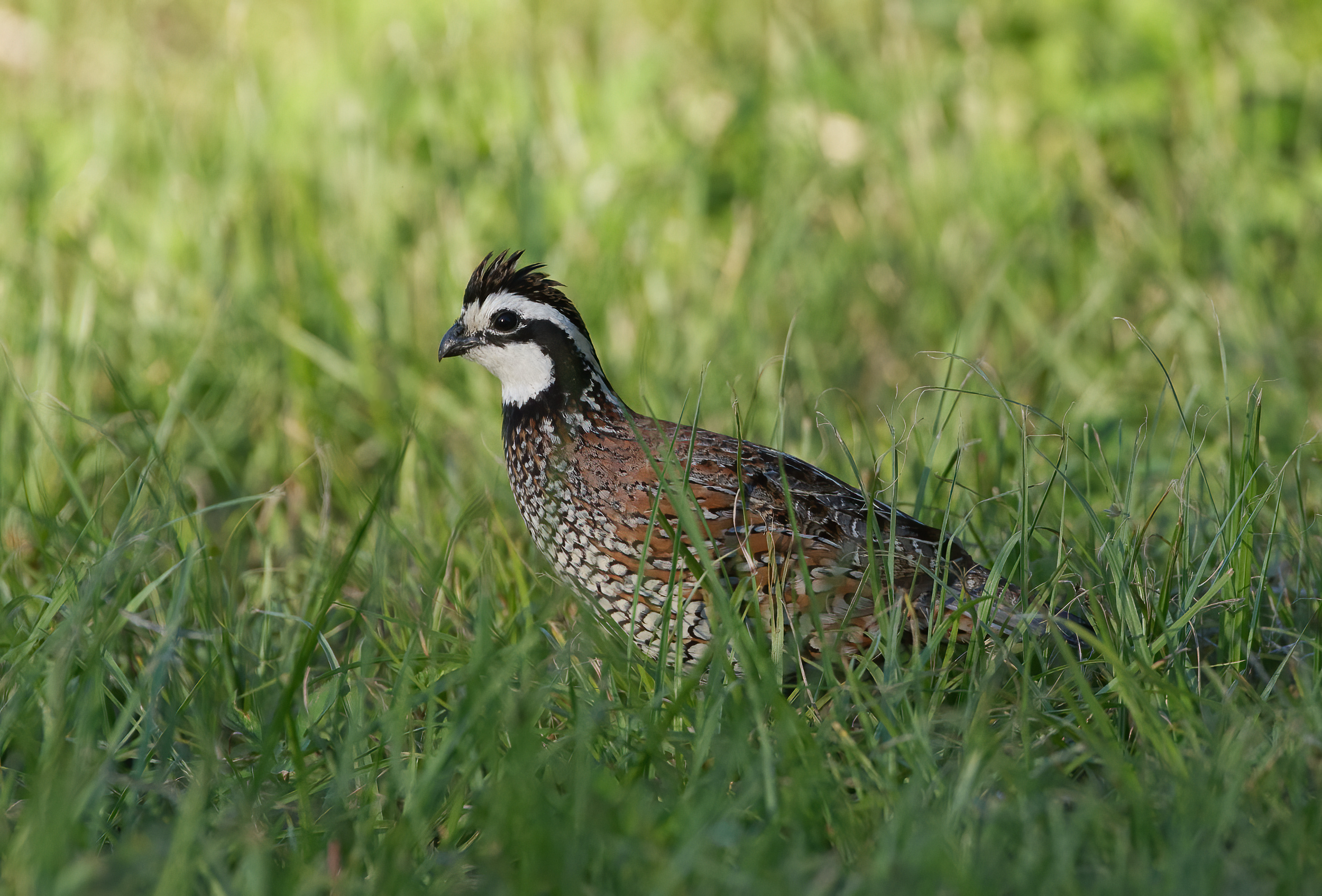 Thorn Preserve: Sometimes Success Sounds Like a Bird You Cannot See