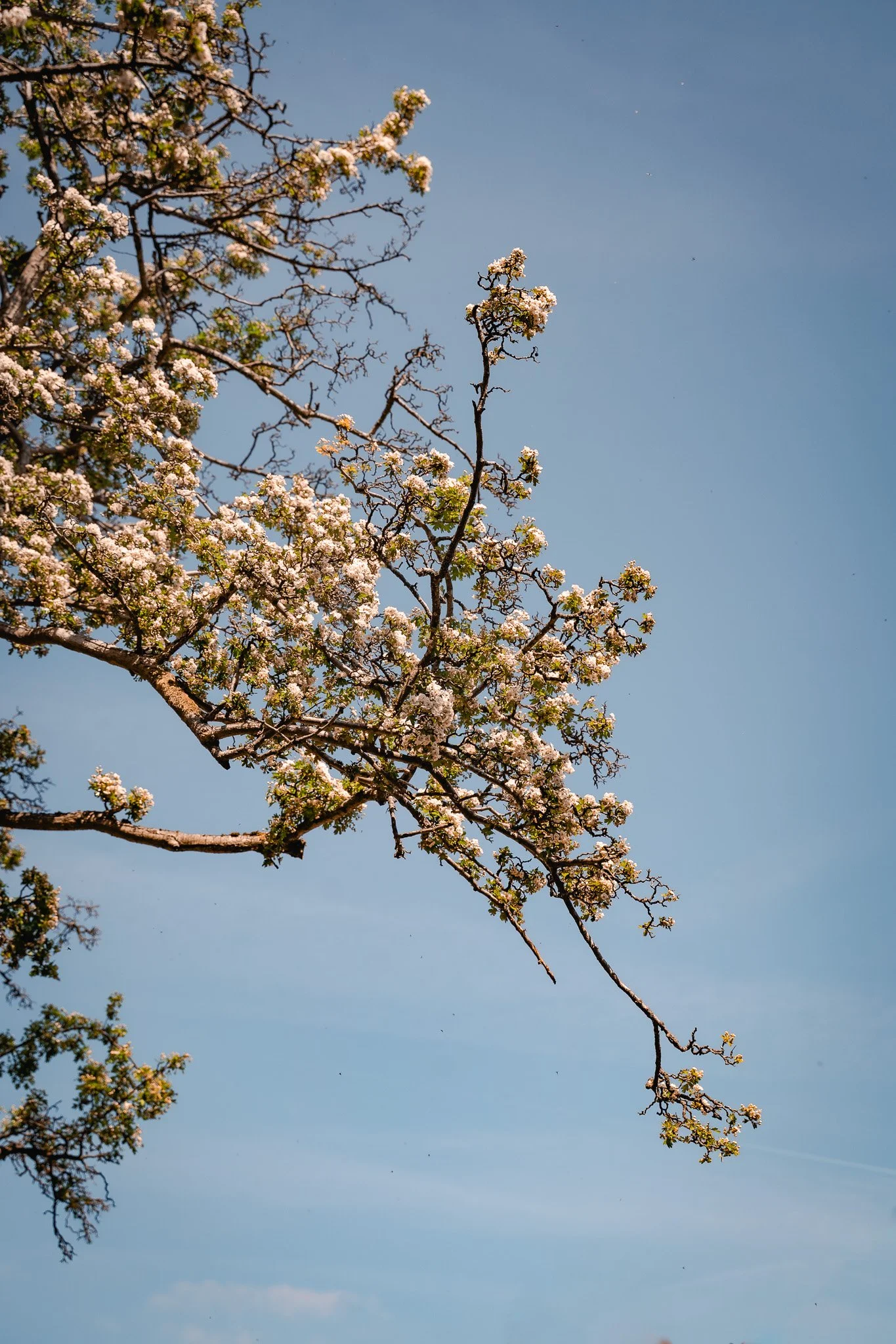 DSC03141-2.jpg