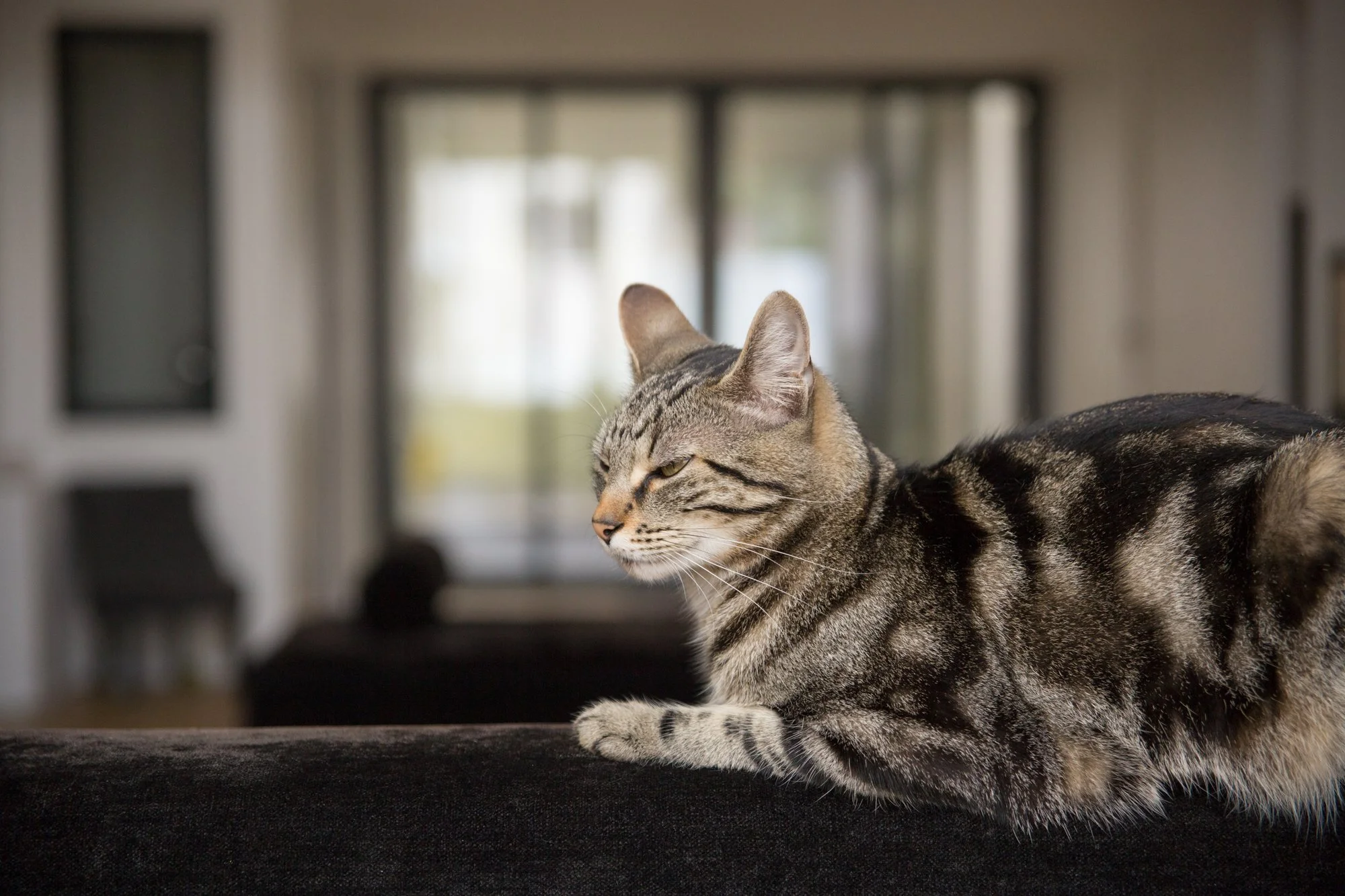 Maisons Alfort-IMG_1989.jpg