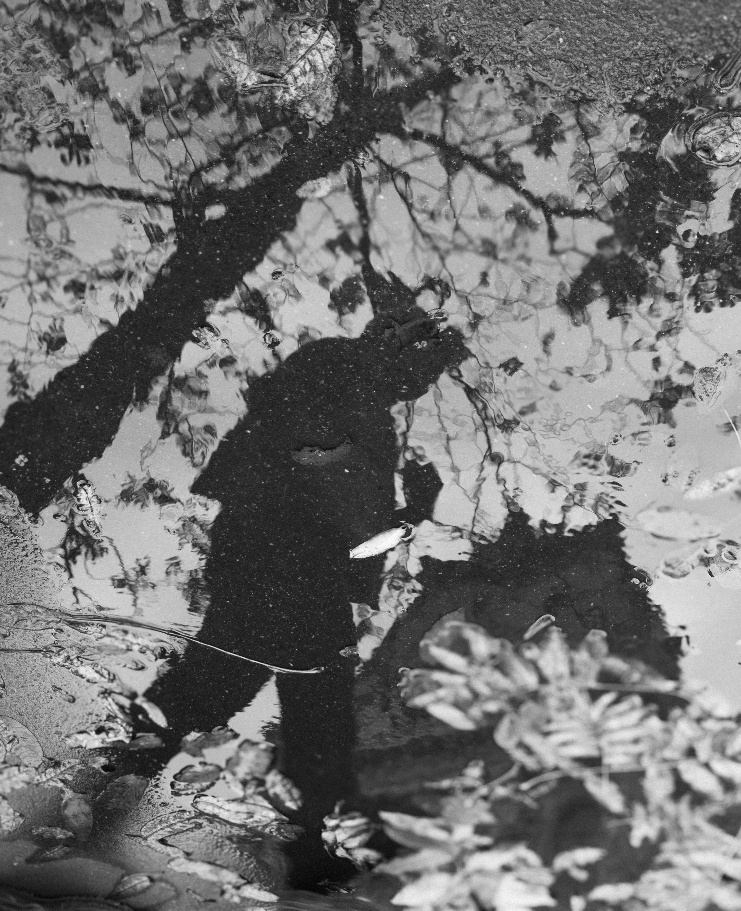 Lorna Carapuli 4.jpg