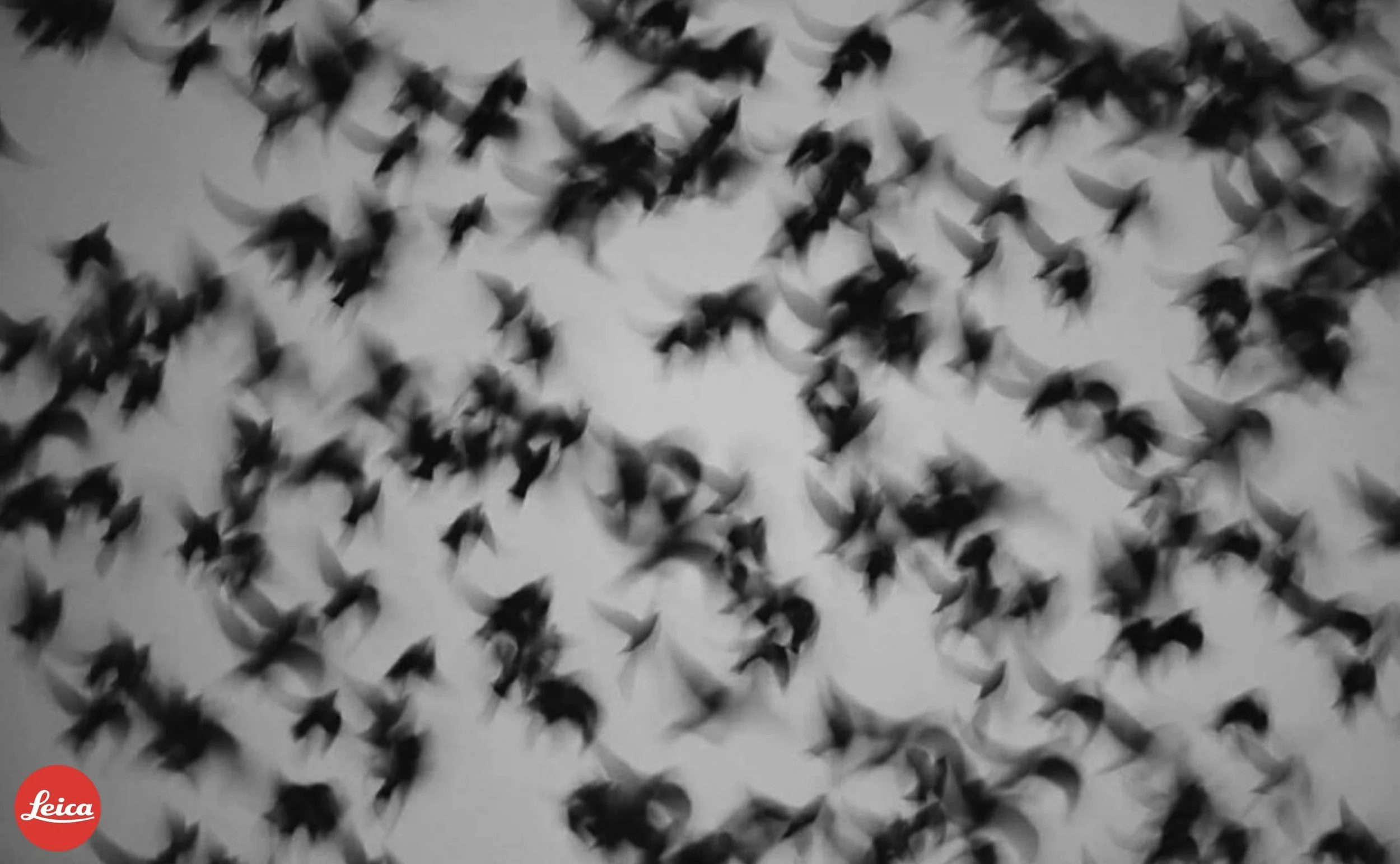 FLOCKING (Leica)