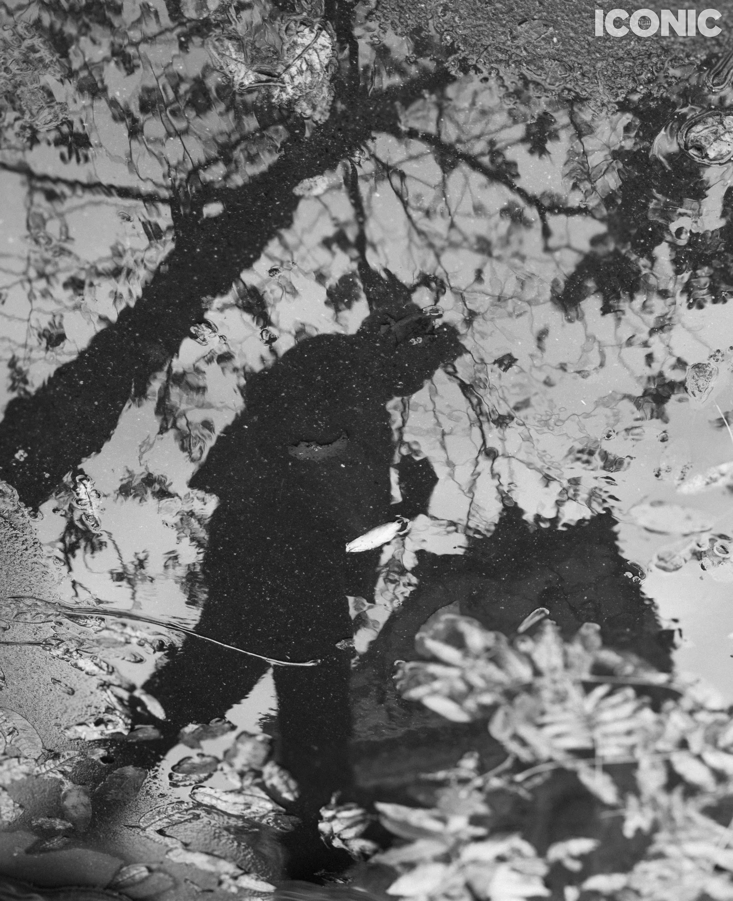 Flâneur (Iconic Artist)