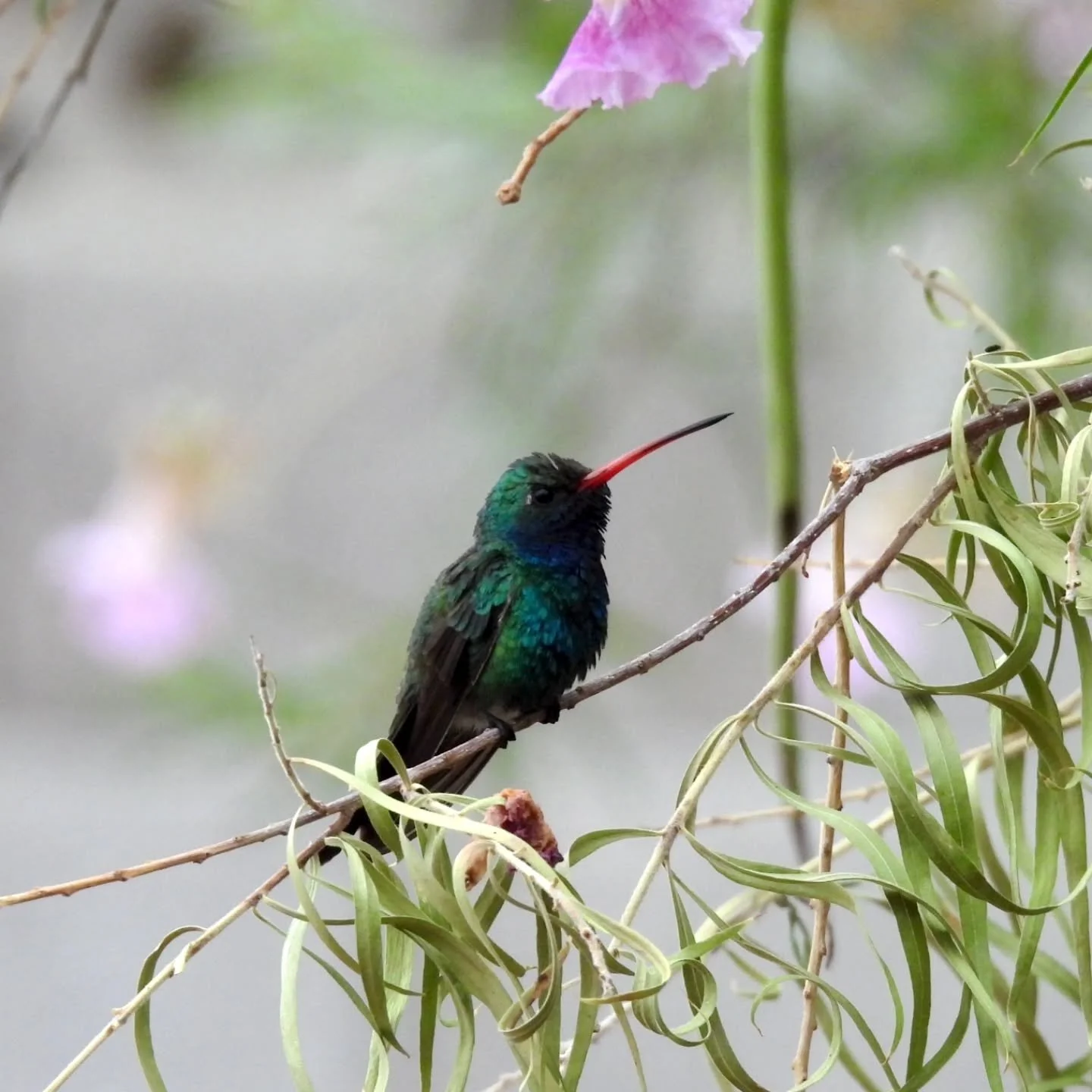 I love watching hummingbirds on a cloudy day- their colors really pop!

Male broad billed hummingbird, my back yard. 

#birding #monsoon #tucson #natureheals #birds #hummingbirds