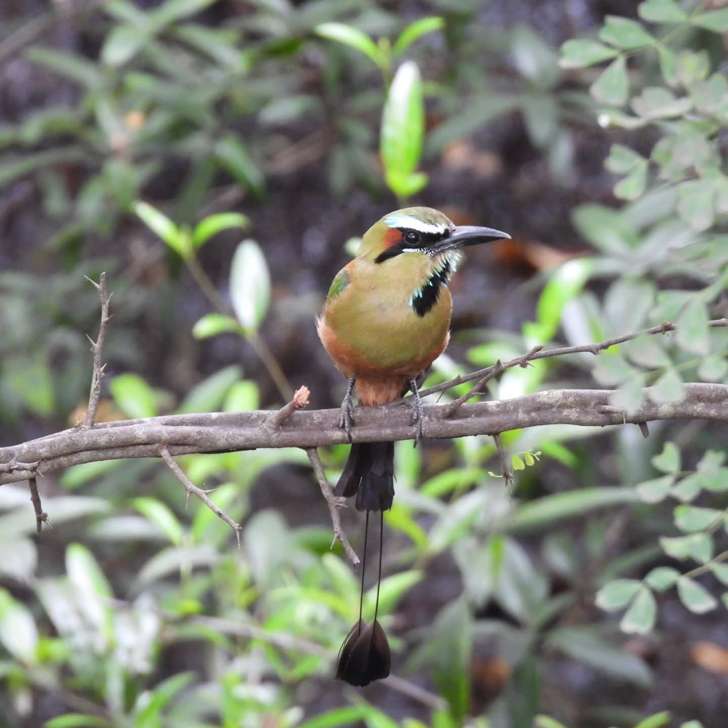 It's too hot for birding here in Tucson (111 degrees and it's fall migration 😭) so I'm editing some of by bird pics from Costa Rica. This turquoise-browed motmot showed up right outside our villa in Tamarindo! #birding #birdingcostarica #TherapistRe