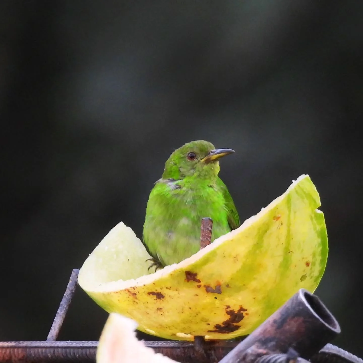 A little green honeycreeper enjoying her melon. Arenal Observatory Lodge, Costa Rica. #birdingcostarica #birding
