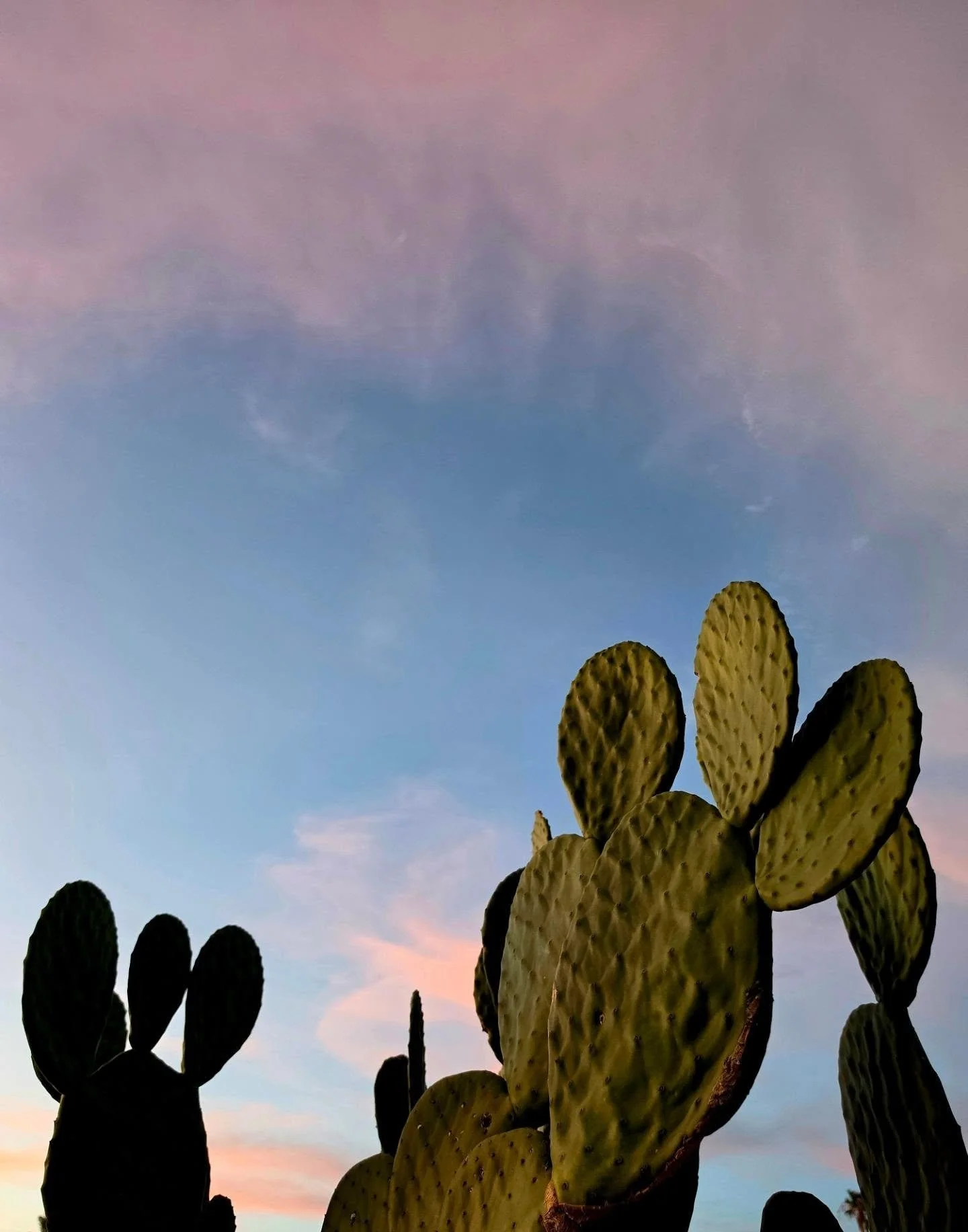Desert sunsets 😍🌵