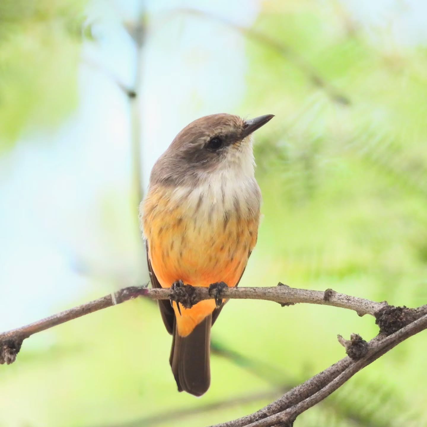 Some cute birds (and a special guest star) from the last couple weeks. 1. Female vermillion flycatcher 2. Chipping sparrow 3. Black phoebe 4. Black chinned hummungbird 5. Great blue heron 5. Bobcat! #birding #azbirding