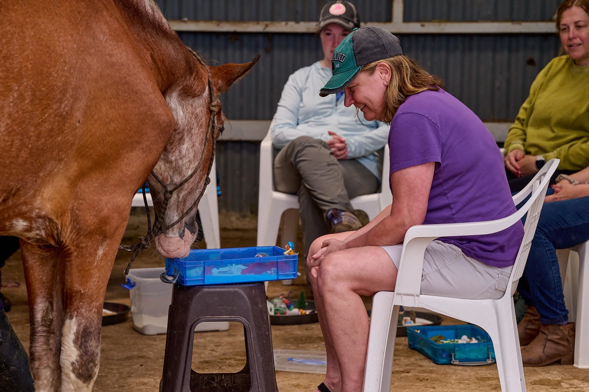 Equine CEs for therapists