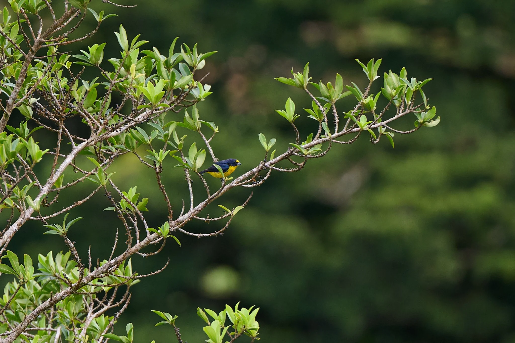 Animals_RachaelKershawPhotography34.jpg
