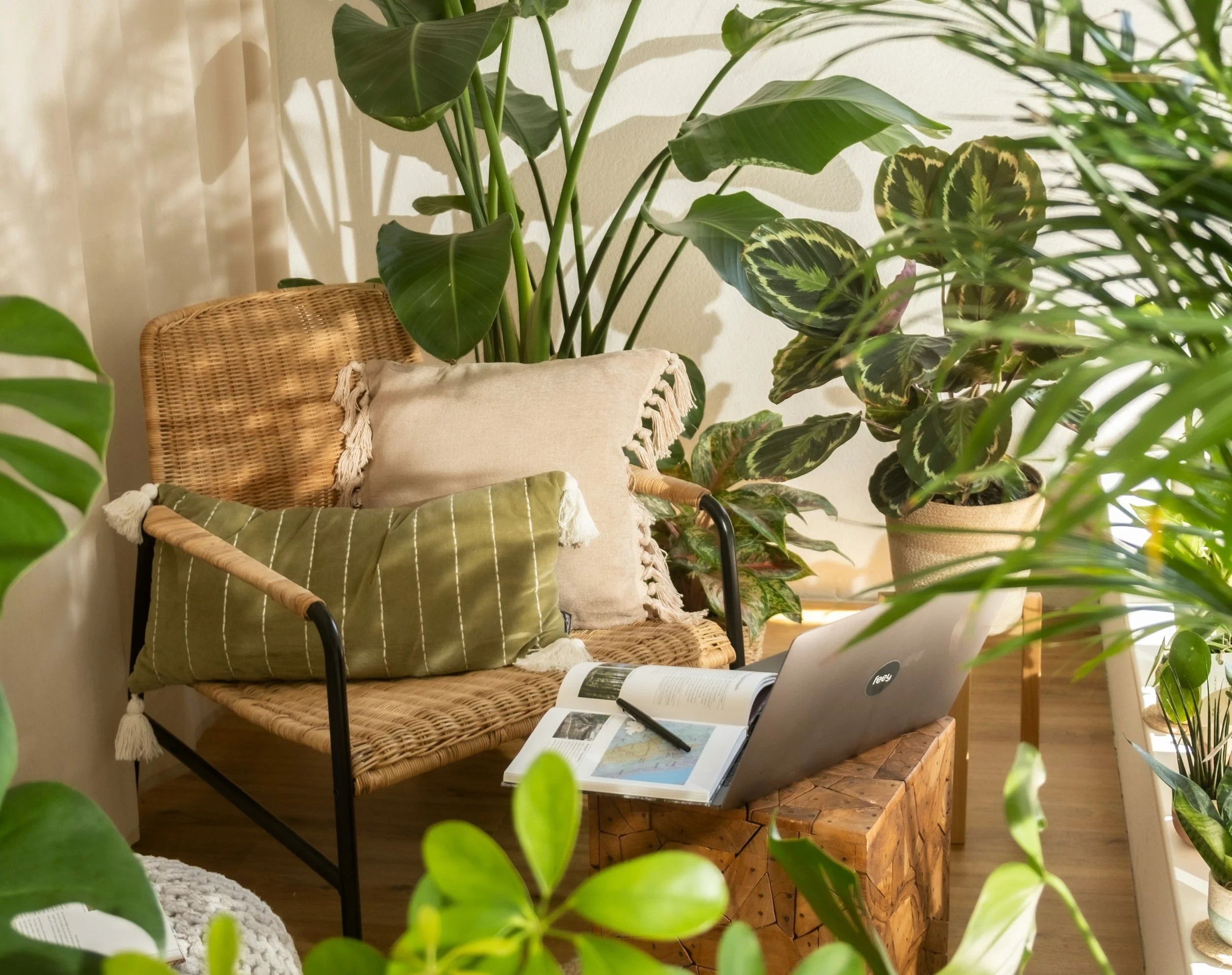 Piante per spazi ridotti 