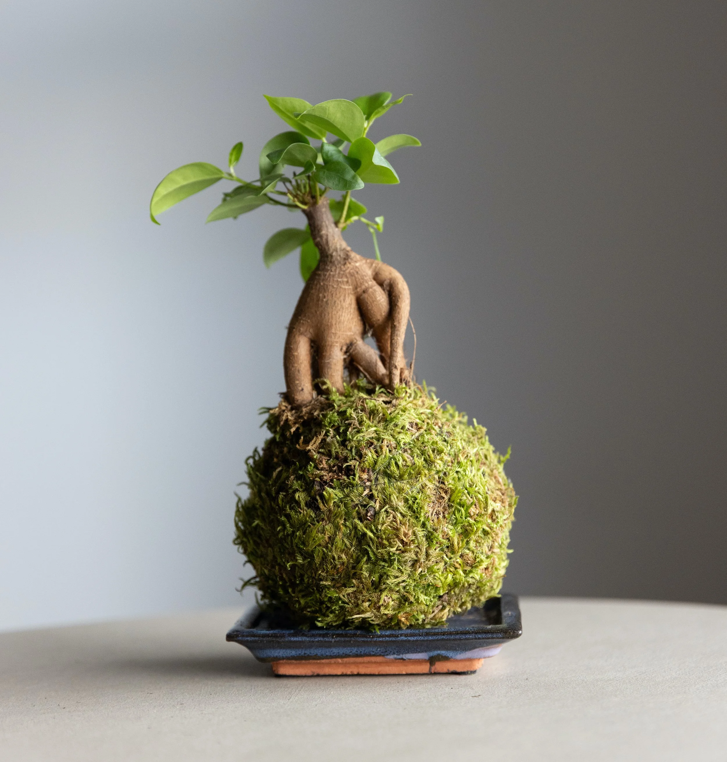 Pianta simile a un bonsai con radici visibili e foglie verdi, piantata in un espositore con un supporto quadrato.