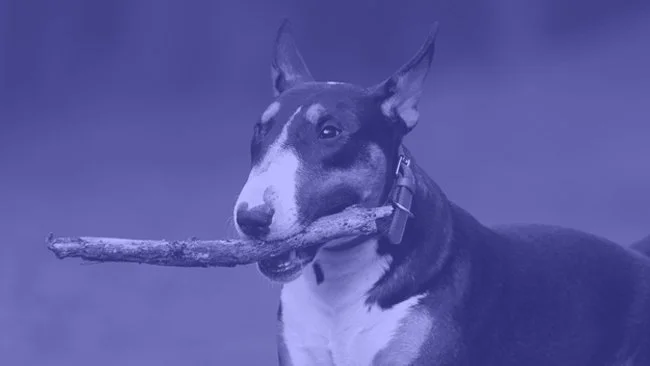 WoofWoof_AtlantaDogTrainer_Bracket1.jpg