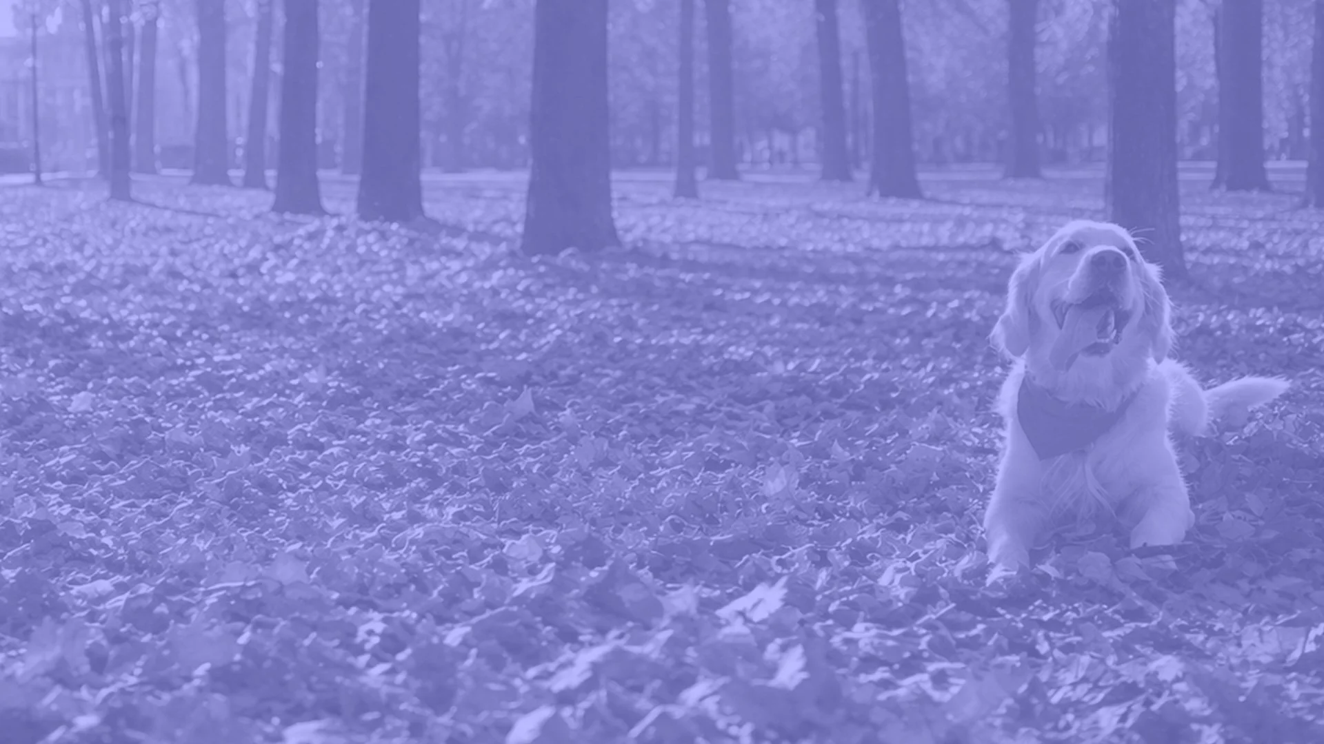 woofwoof-atlanta-dog-trainer.jpg