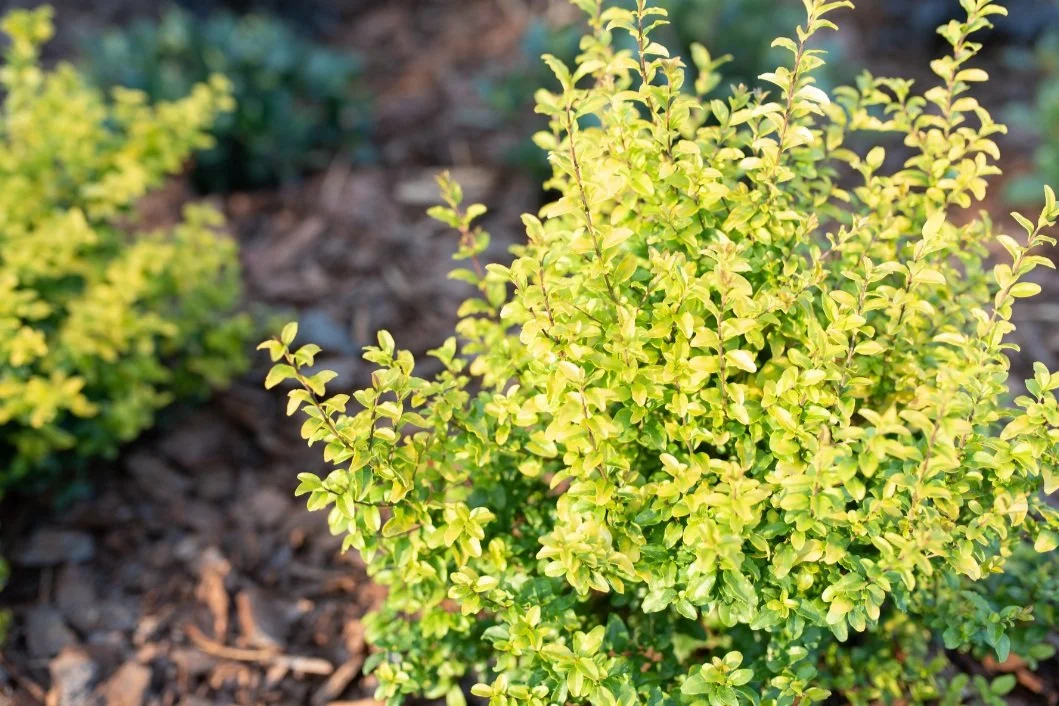 Brighten Your Landscape with Sunshine Ligustrum: A Golden Gem for Texas Gardens