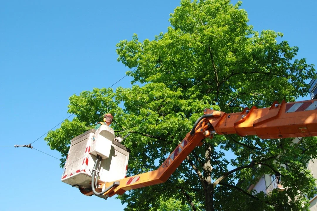 tree removal in Lake Jackson TX