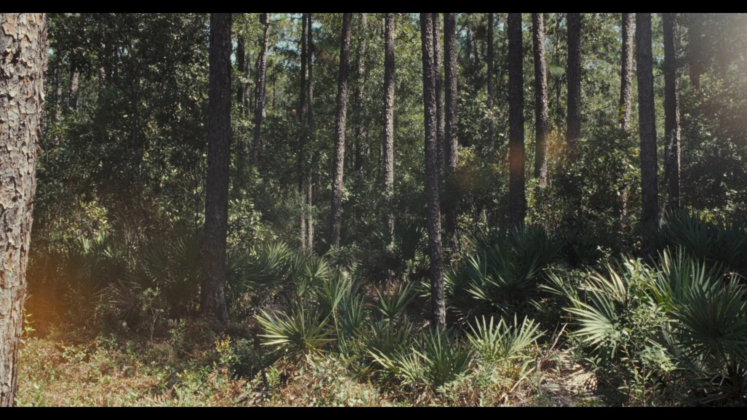 A dense forest with tall pine trees and various green underbrush, sunlight filtering through the trees.