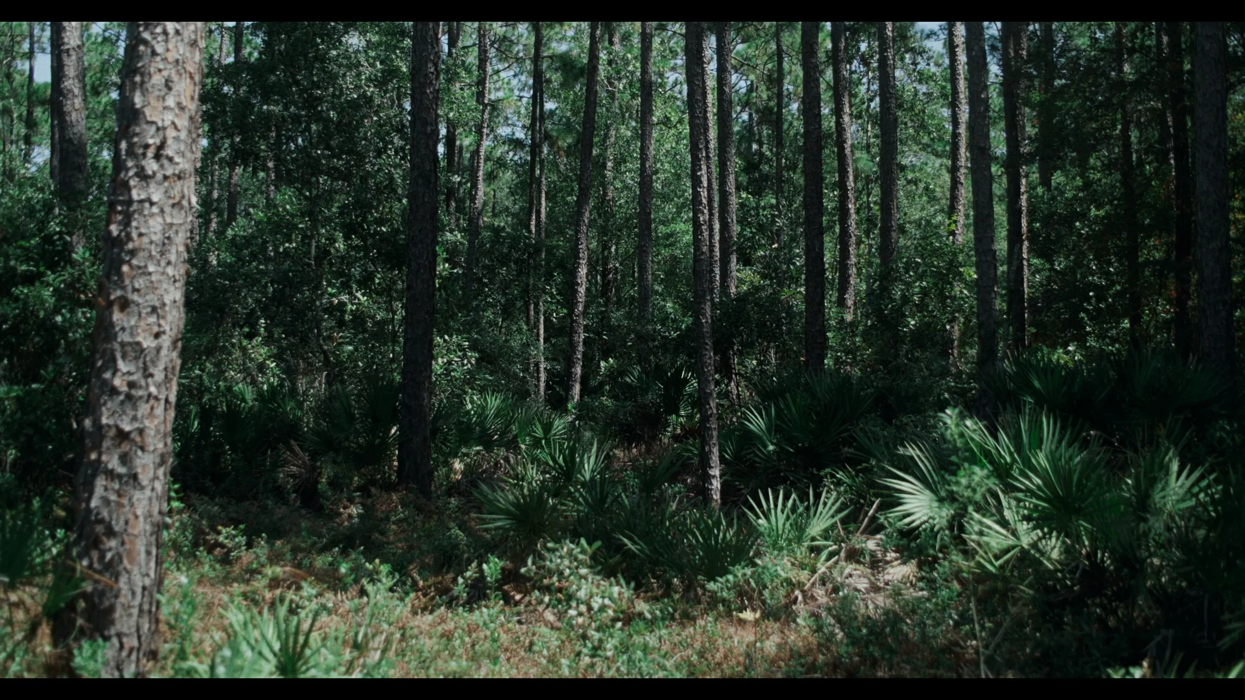 Dense green forest with tall pine trees and lush underbrush.
