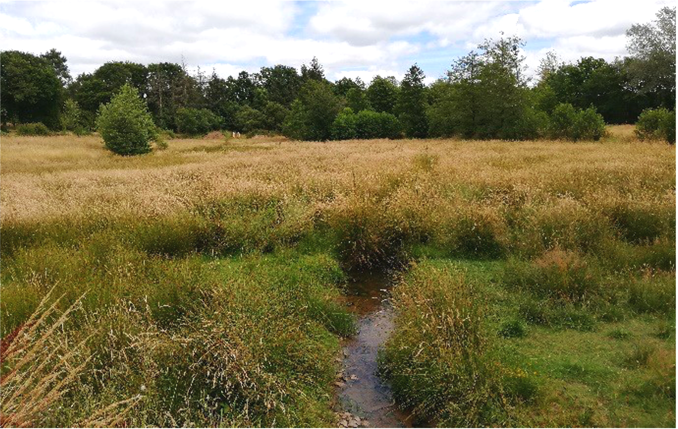 Accompagnement à la remise en eaux libres d’un étang