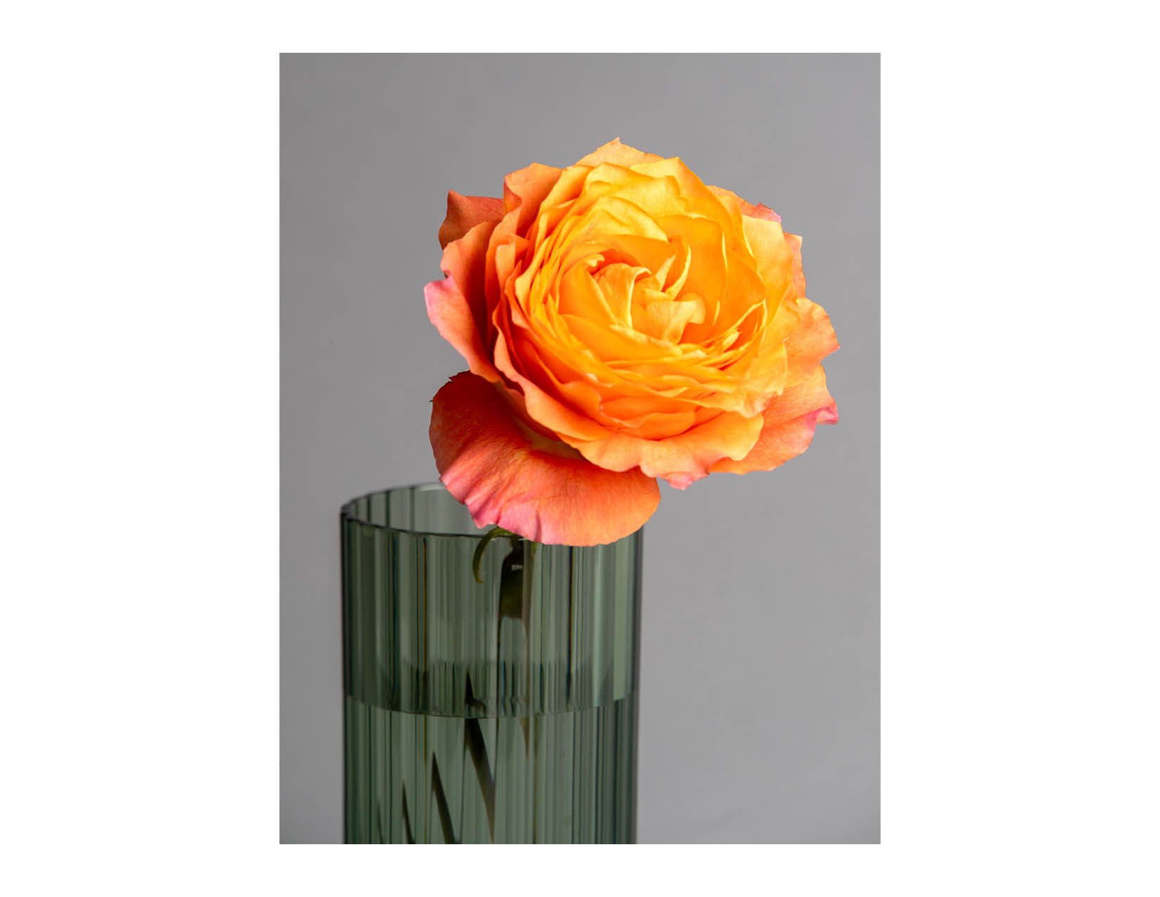 extraStillLife3.jpg