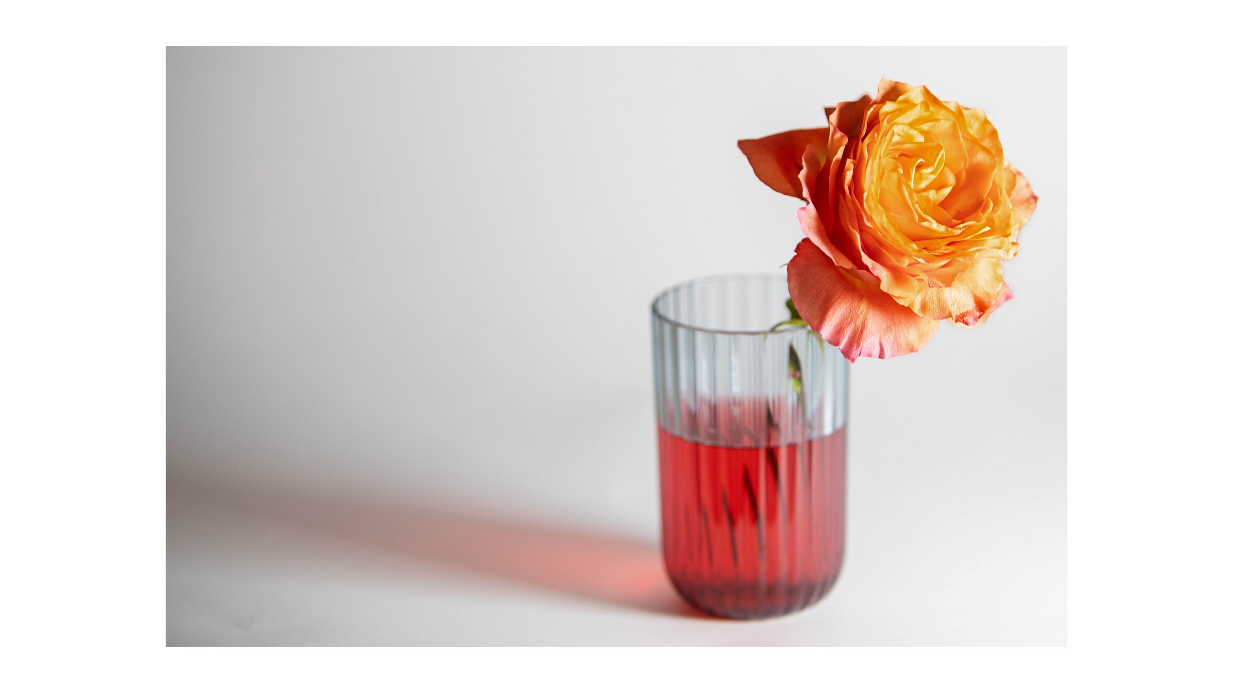 Studio Light Still Life.jpg