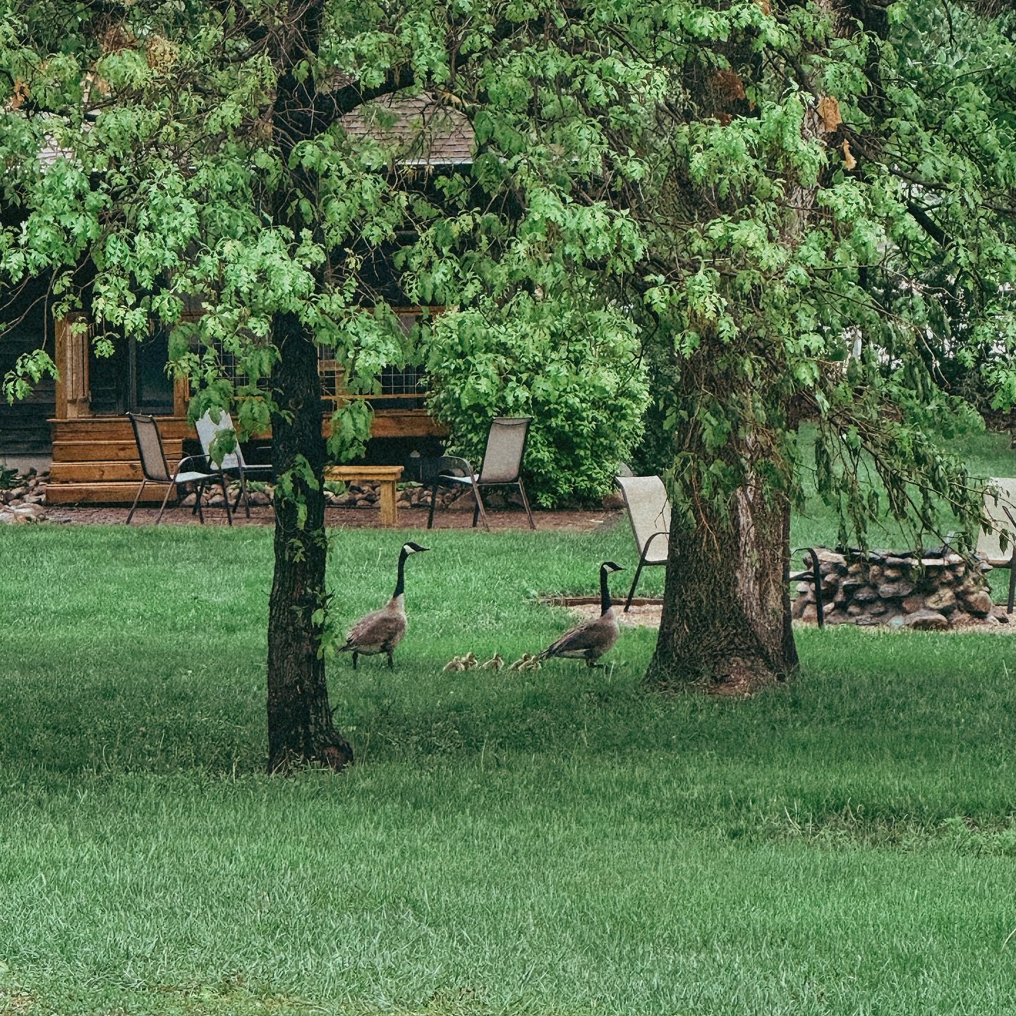 These baby goslings get a daily tour of the yard, lovingly guided by their proud parents a couple of times each day. The cutest views from the house during your stay, but also from outside because they walk right past us doing chores 🥰 #StableWaters