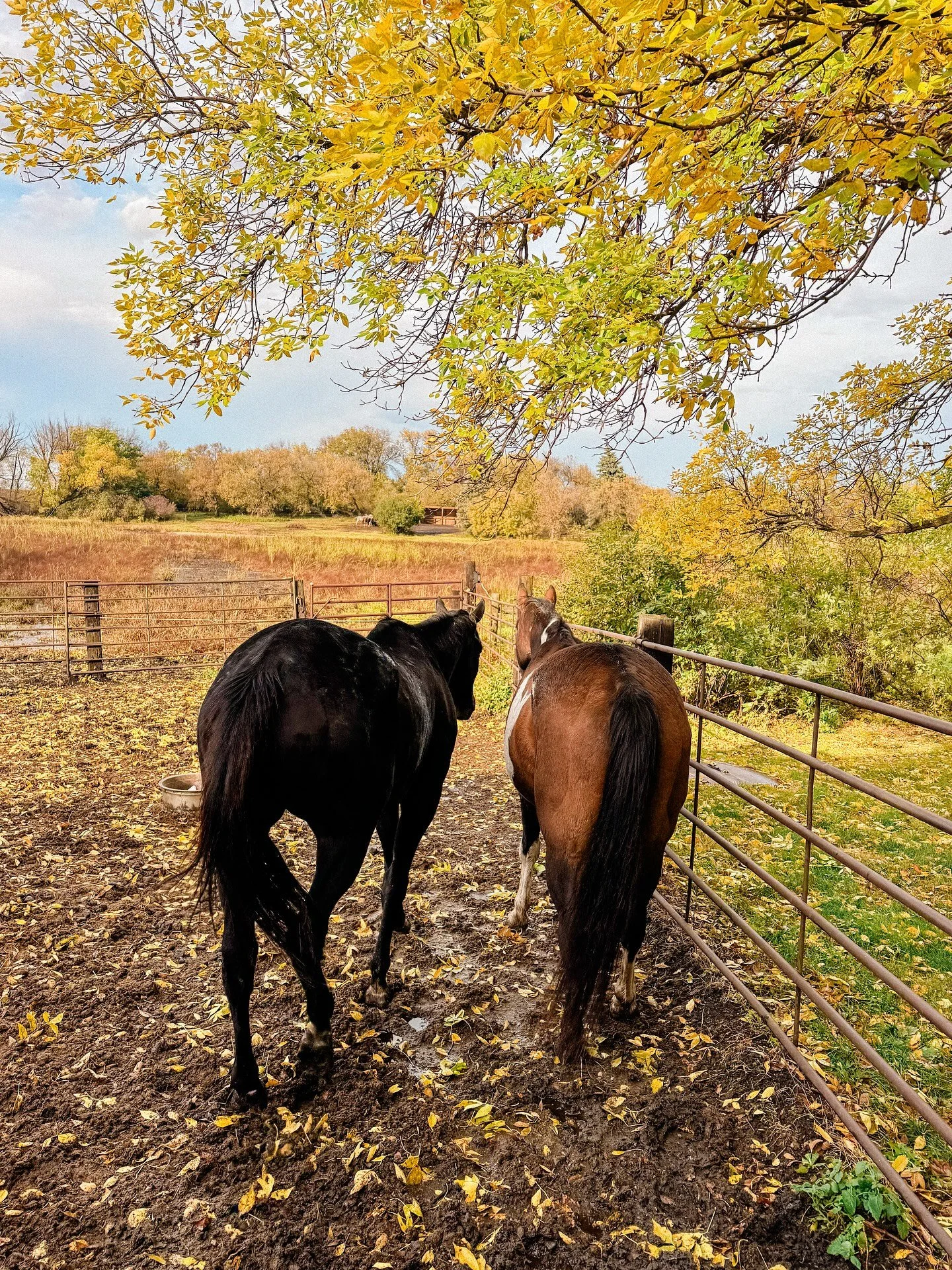 A couple new friends have arrived in the pasture 🥰 We love equine residents long term or short term. What a gift to know them. 
Also, the fall leaves are fallin&rsquo;! Color everywhere!

#EquineBoarding #HorseBoarding #WatertownSD