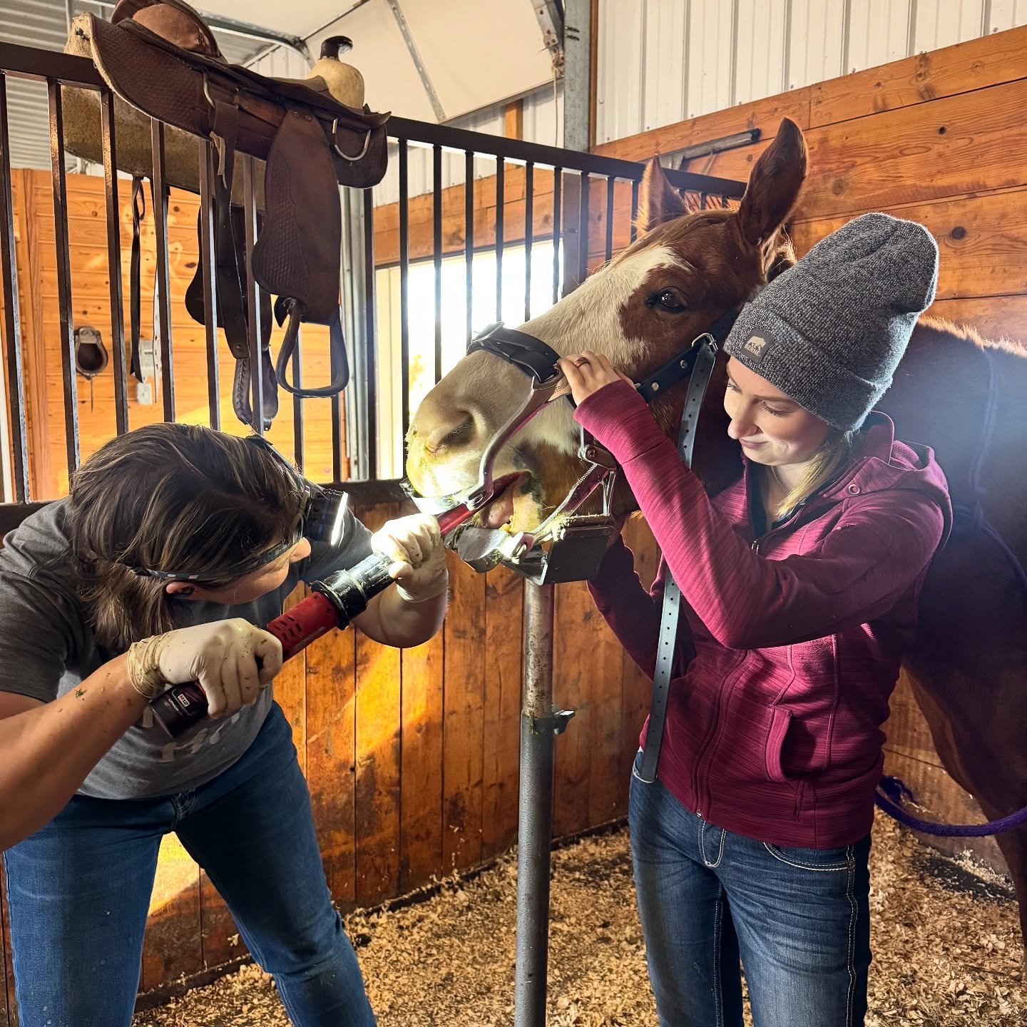 Teeth floating day at the barn with Homestead Animal Health 🫶🏼🦷🐴

🦷 Fun Fact: Horses&rsquo; teeth never stop growing! Because they graze for so many hours a day, their teeth naturally wear down - but unevenly. &ldquo;Floating&rdquo; a horse&rsqu