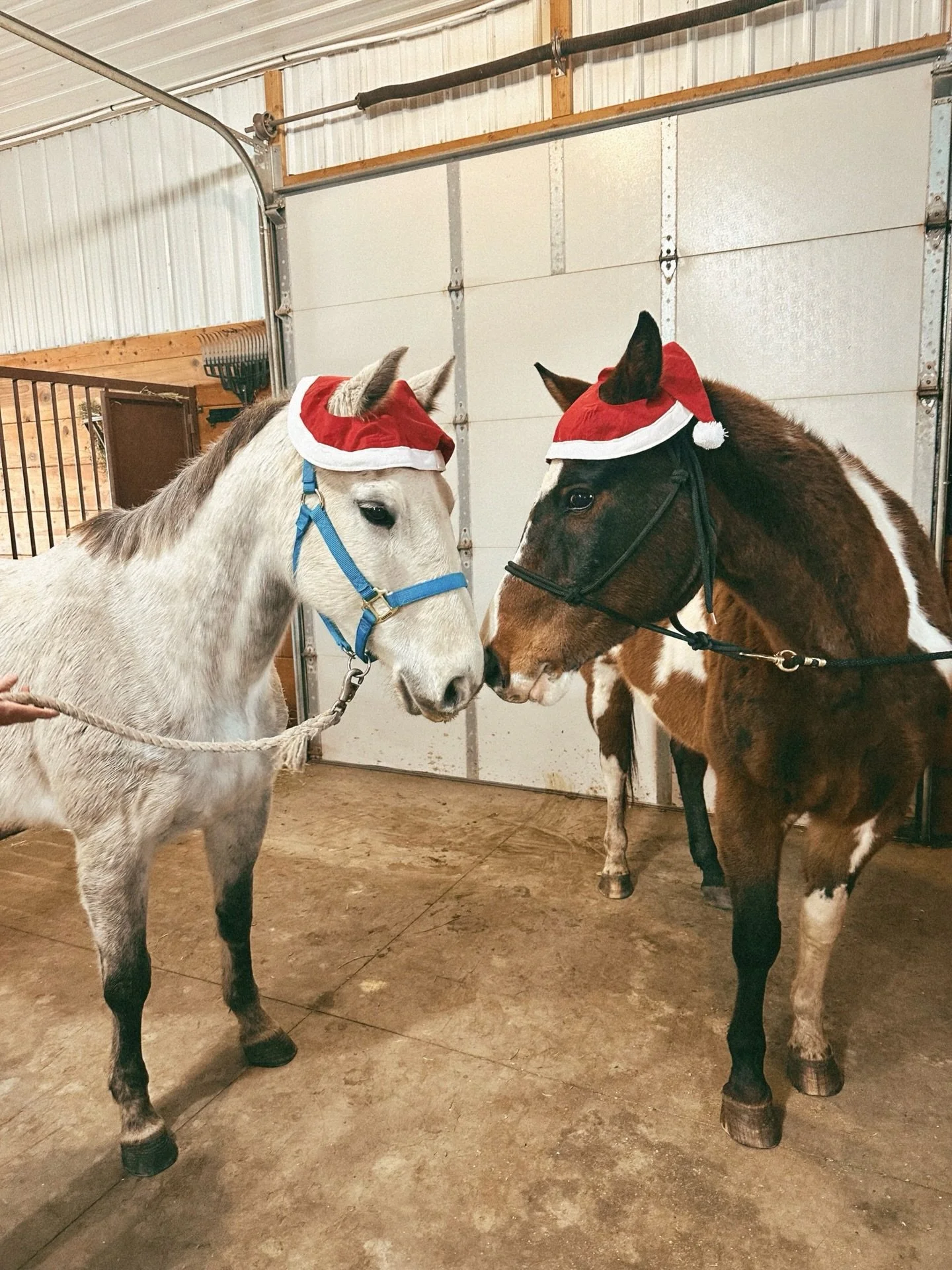 Horses in Santa hats = holiday magic, obviously. 🐴🎅🏻
Our stable boarding residents Stevie &amp; Reuben are such great sports 🎄✨ Photo from the barn courtesy of their &ldquo;moms&rdquo;. ❤️📸