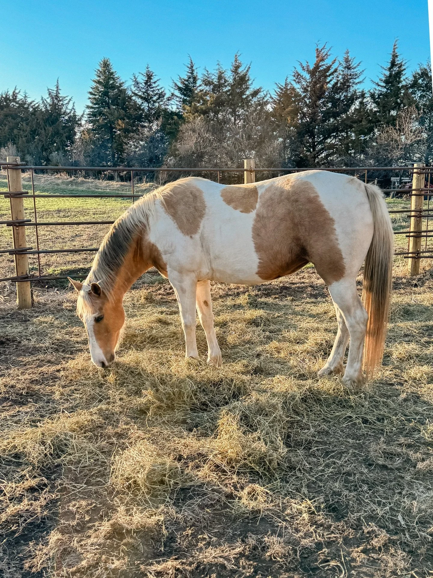 Tuesday evening views. 🐴🌅🌱

I don&rsquo;t know who needs to hear this, but we&rsquo;re all dealing with something so it&rsquo;s ok if you book a stay at Stable Waters just so you can pet horses over the fence because your &ldquo;HOA&rdquo; &amp; &