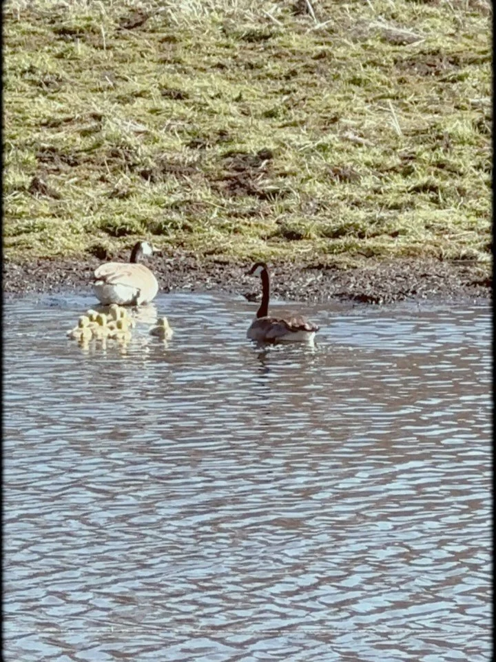 We have a new mom in the Stable Waters pond 🤍💛 Happy Mother&rsquo;s Day to all of the mamas out there!