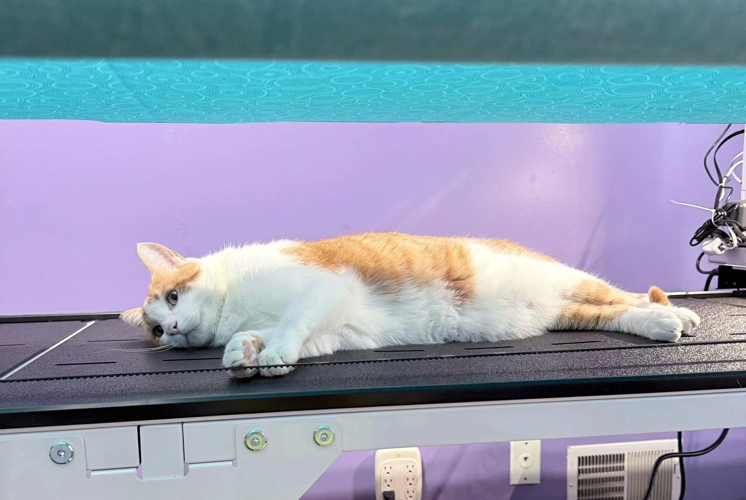 Oliver On the Longarm