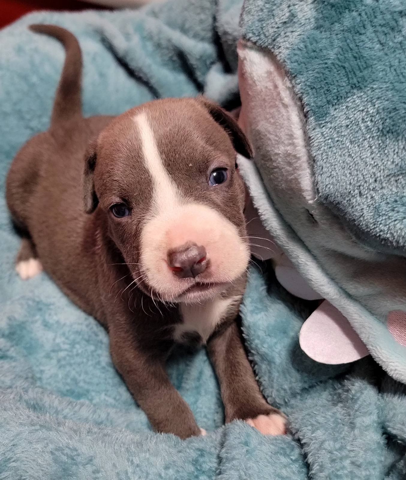 Charming blue-eyed Pitbull puppy with white facial markings resting on a soft teal blanket. A great representation of friendly and affectionate Pitbull puppies for adoption.
