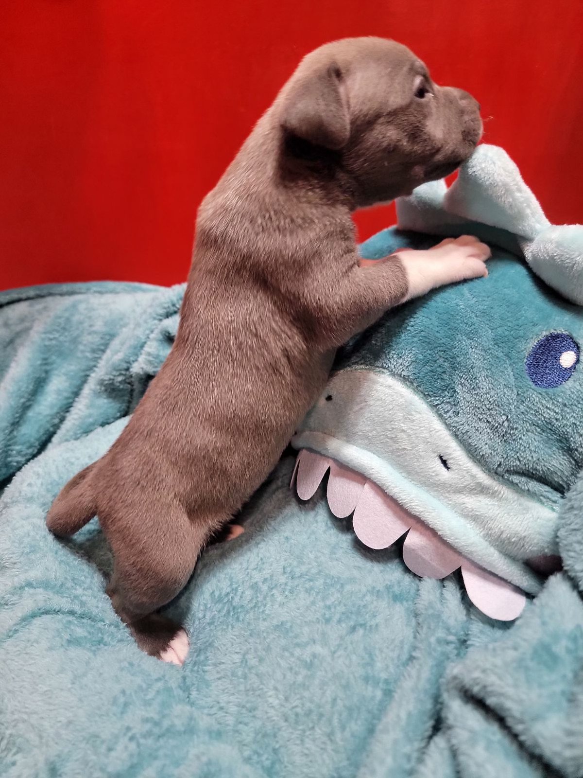 Adventurous gray Pitbull puppy climbing onto a plush blue blanket, showing its curious and playful nature. A great example of American Bully Pitbull mix puppies raised with care.