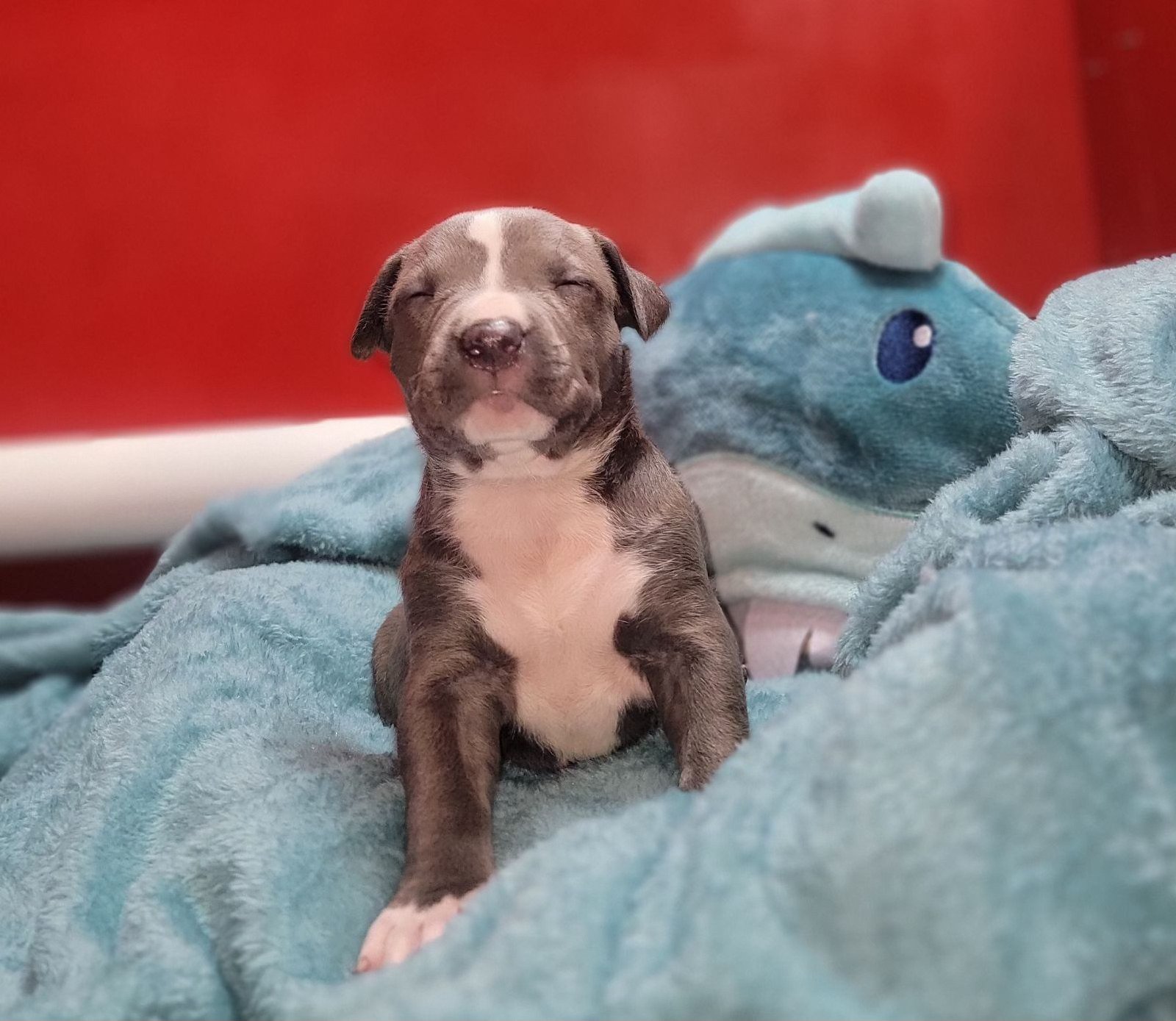 Sweet blue-nosed American Bully puppy sitting confidently on a plush blanket, highlighting its rare coat and loving personality. A perfect family companion from trusted breeders.